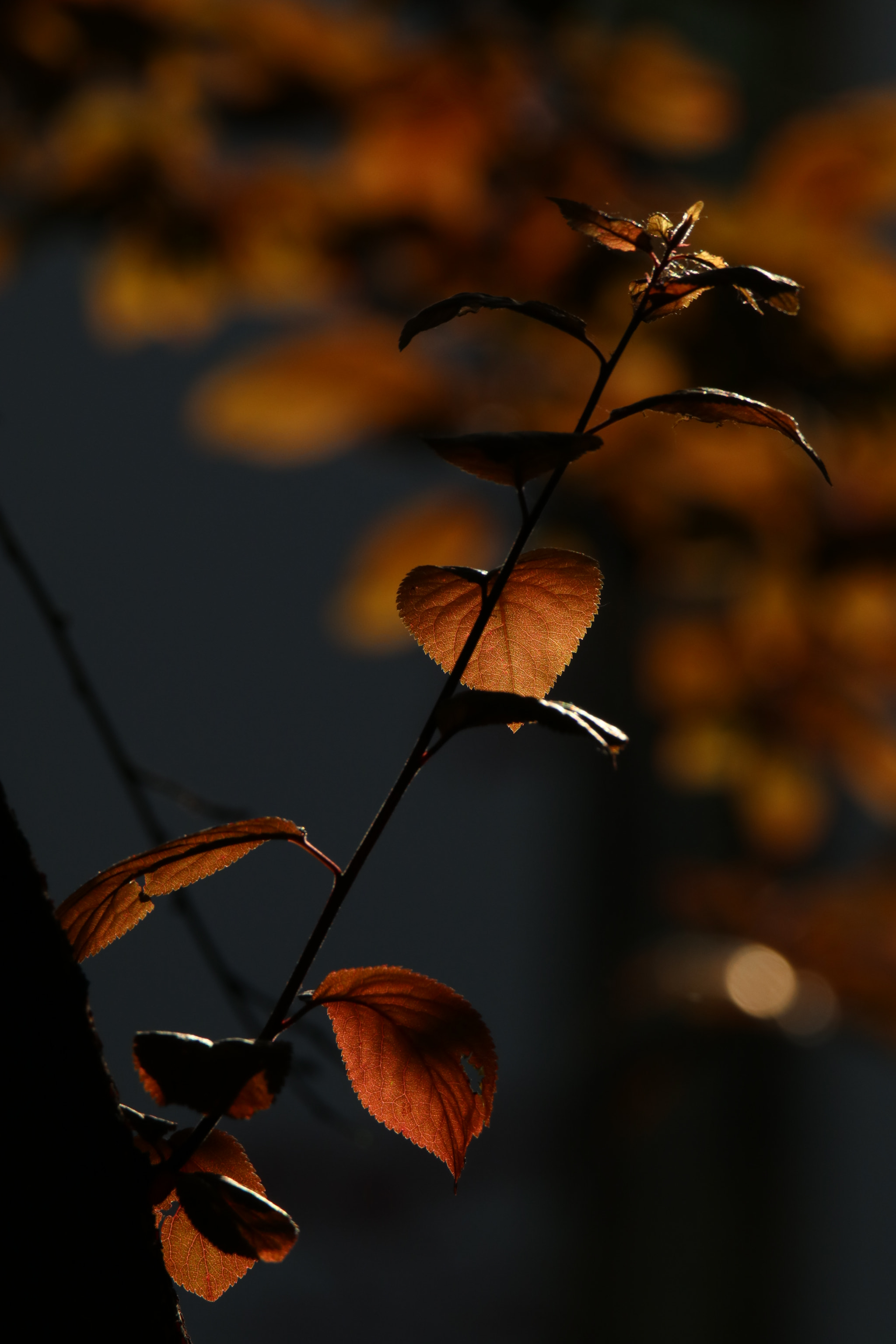 Tamron SP 150-600mm F5-6.3 Di VC USD sample photo. 温暖的感觉a warm feeling photography