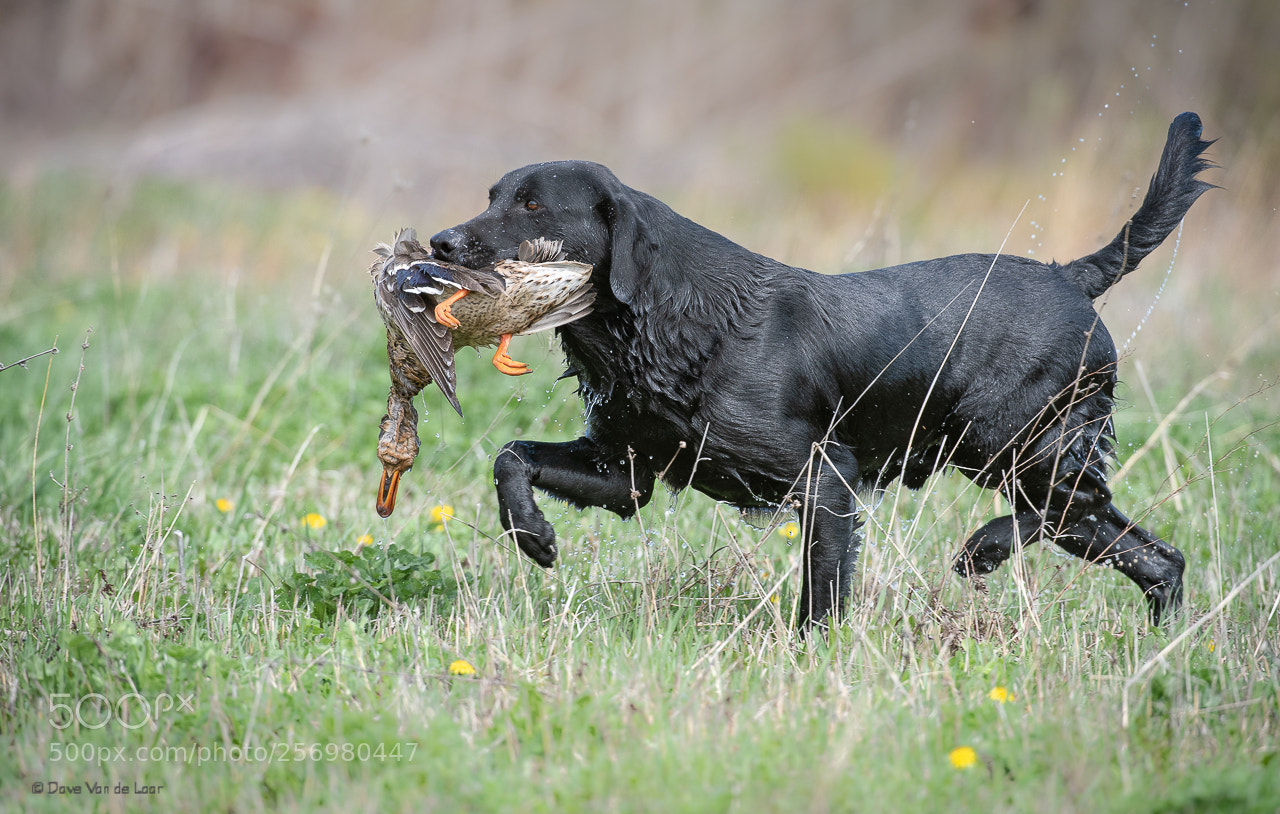 Nikon D810 sample photo. Hunting photography