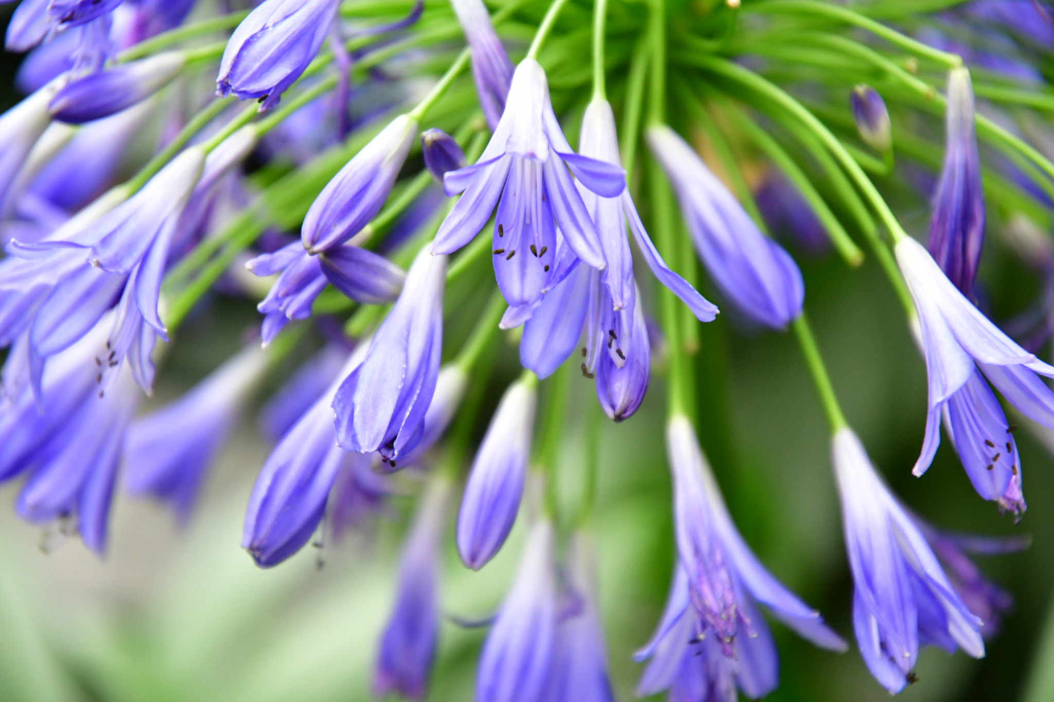 Nikon D7500 sample photo. Wild flower  photography