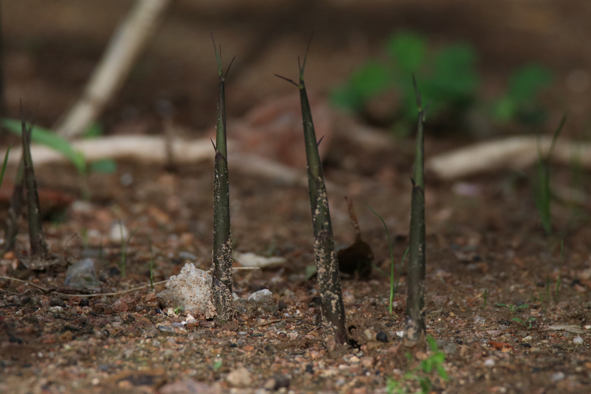 Tamron SP 150-600mm F5-6.3 Di VC USD sample photo. 成长grow up photography