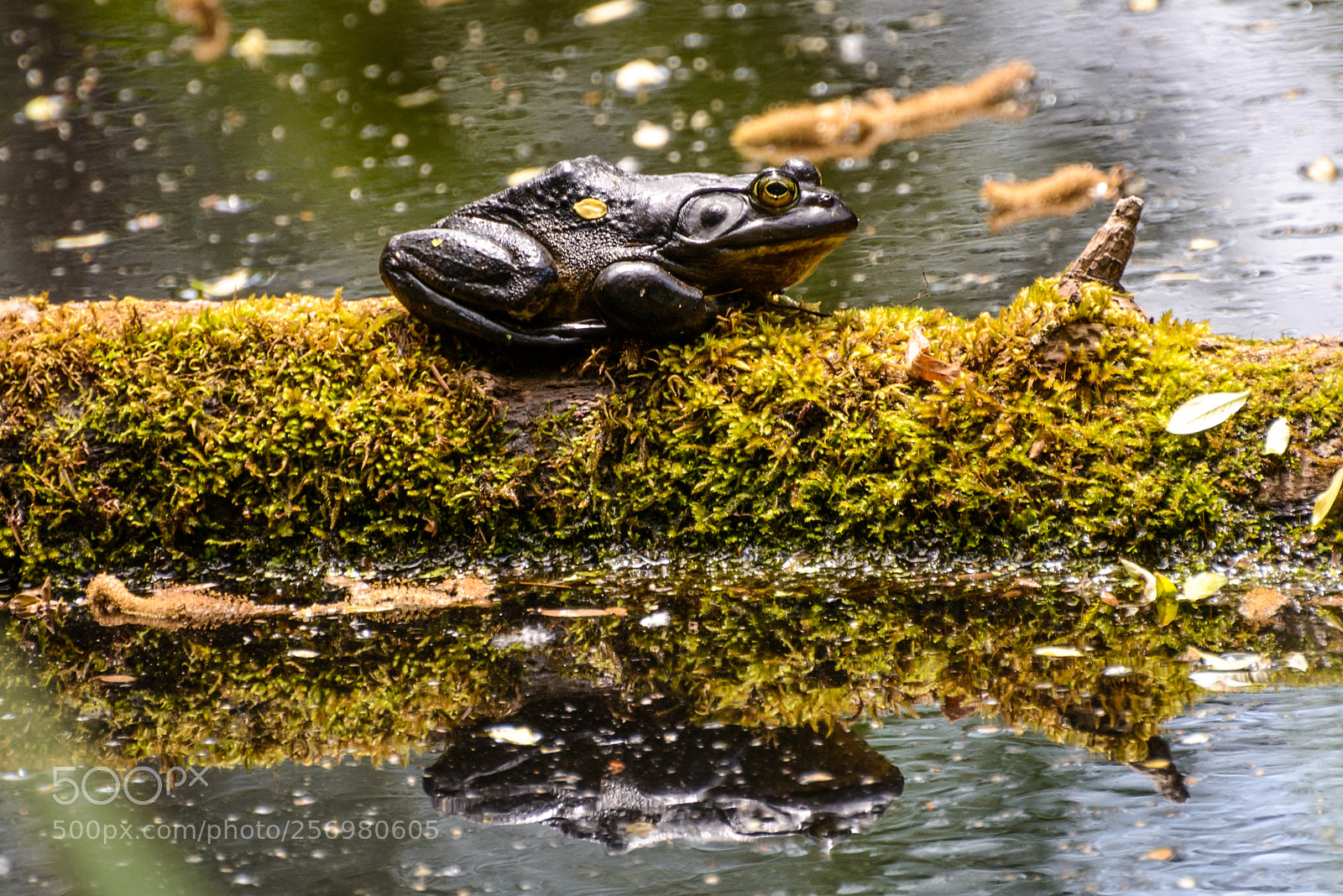 Nikon D800 sample photo. Frog on a log photography