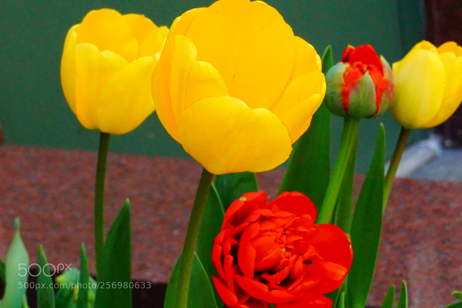 Sony a6000 sample photo. Flower photography