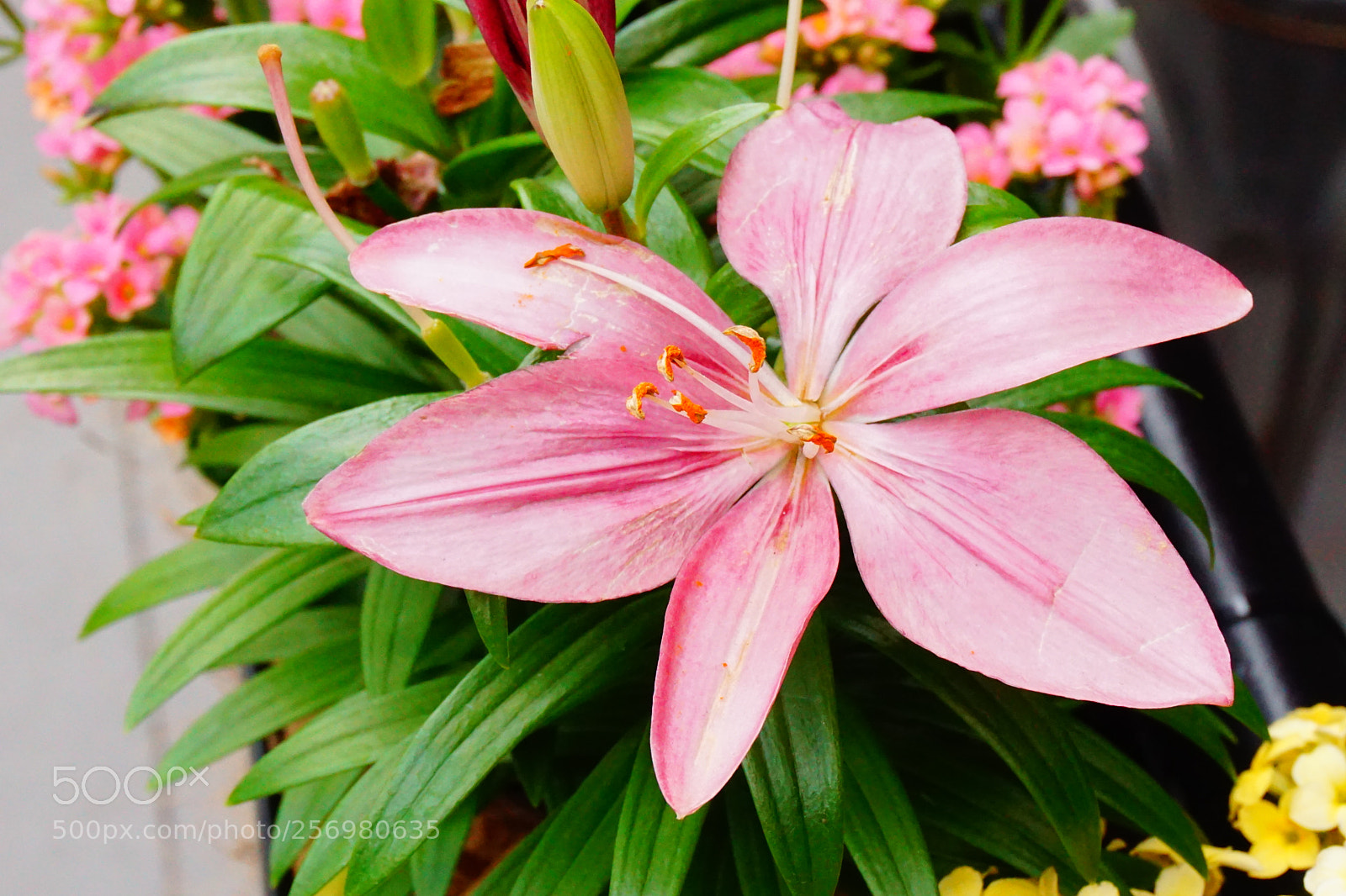 Sony a6000 sample photo. Flower photography