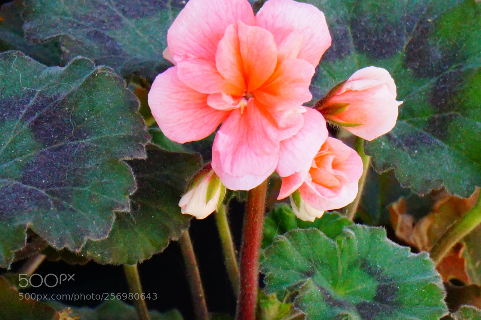 Sony a6000 sample photo. Flower photography