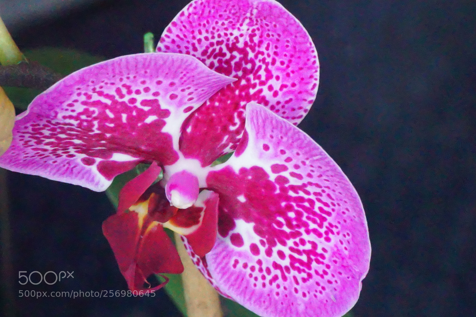 Sony a6000 sample photo. Flower photography