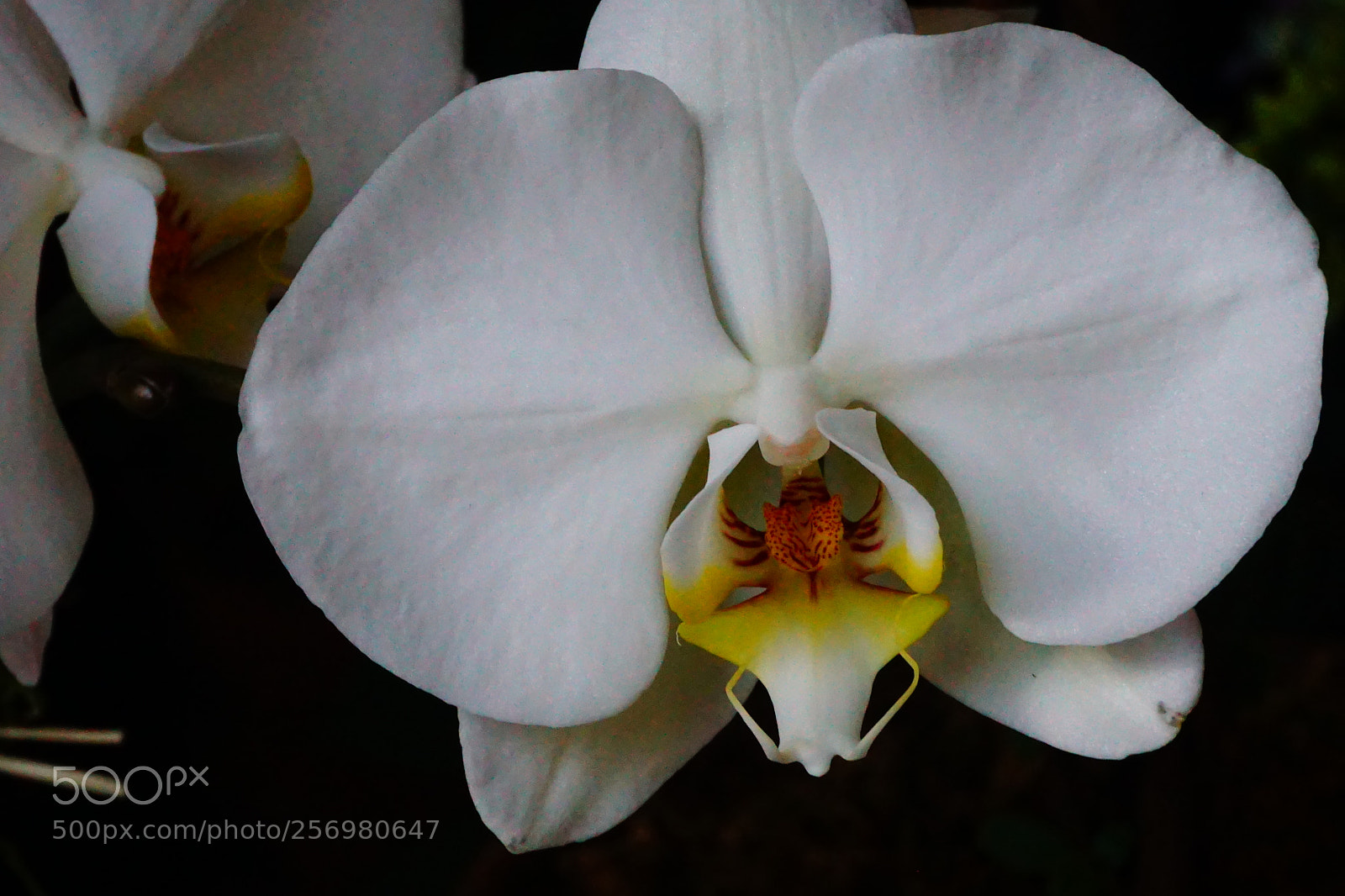 Sony a6000 sample photo. Flower photography