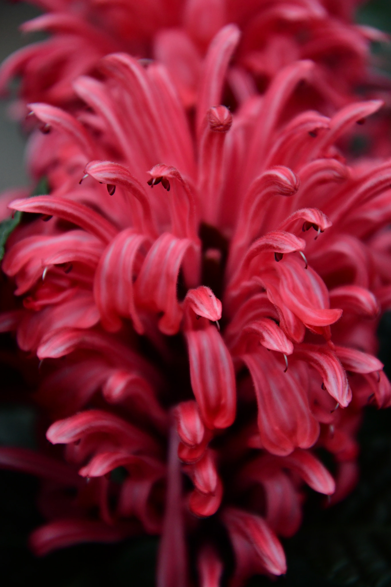 Nikon D7500 sample photo. Spring flower photography