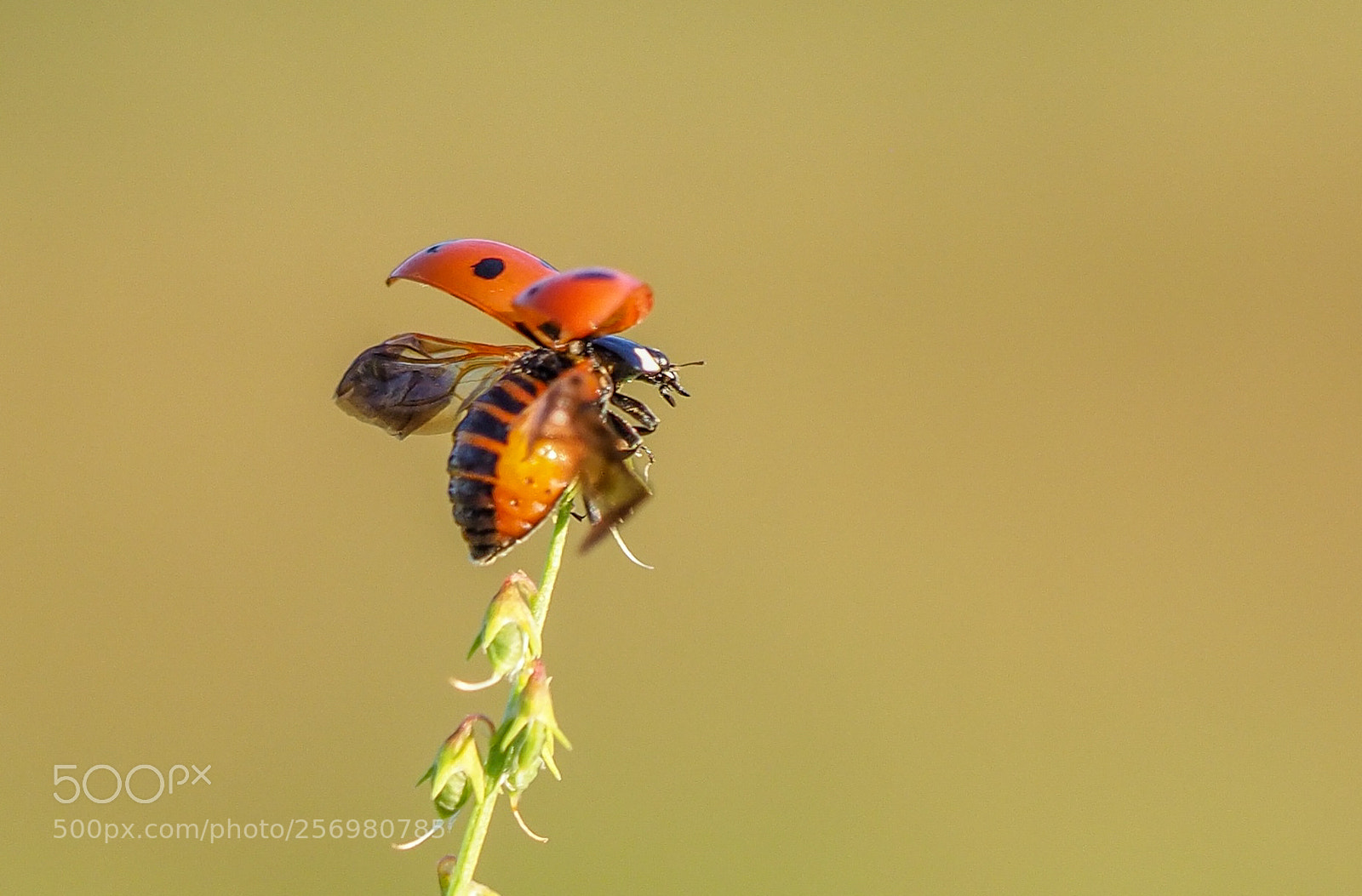 Olympus OM-D E-M1 Mark II sample photo. Ladybug photography