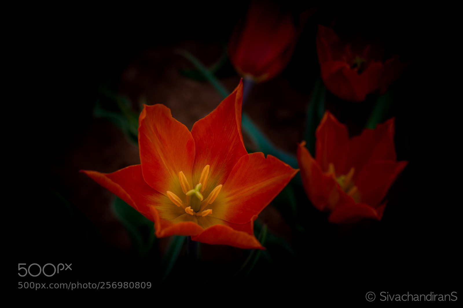 Nikon D5500 sample photo. Tulip beauty!! photography