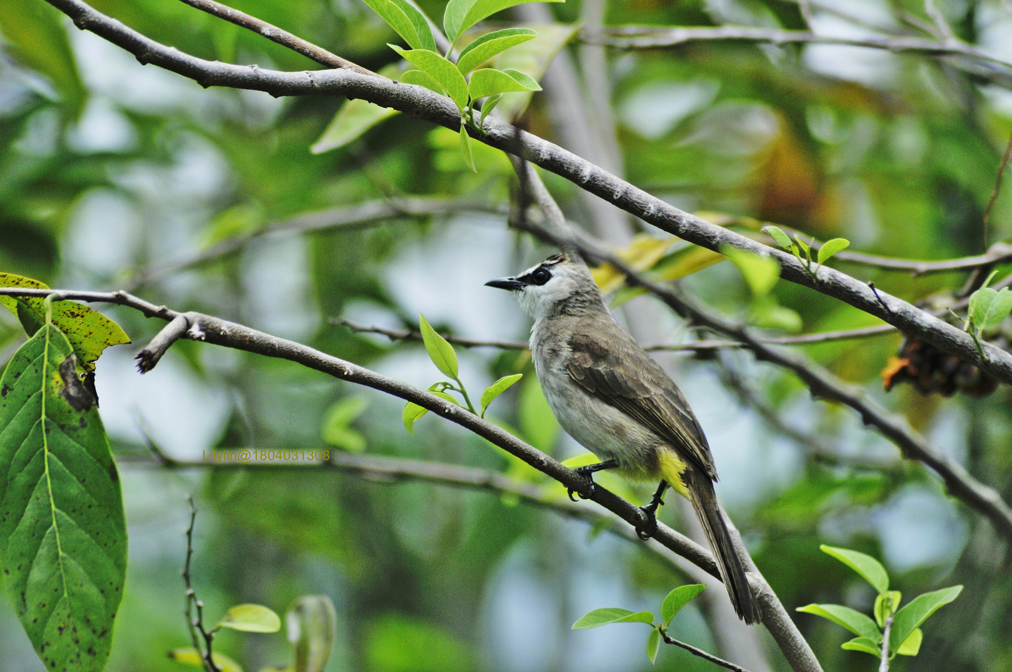 Nikon D300 + Nikon AF Nikkor 70-300mm F4-5.6G sample photo. Good morning! photography