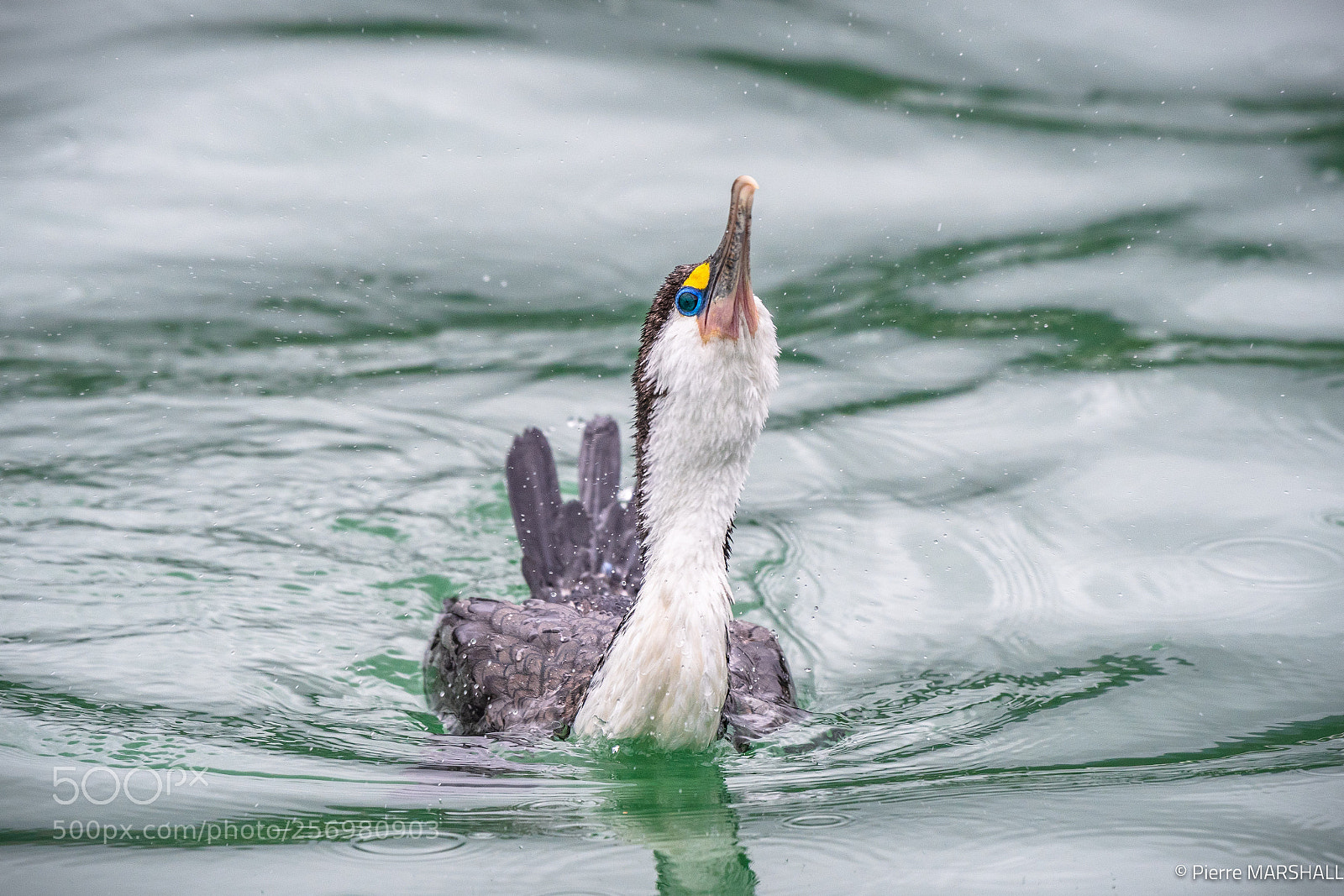 Nikon D500 sample photo. Pied shag swallowing a photography