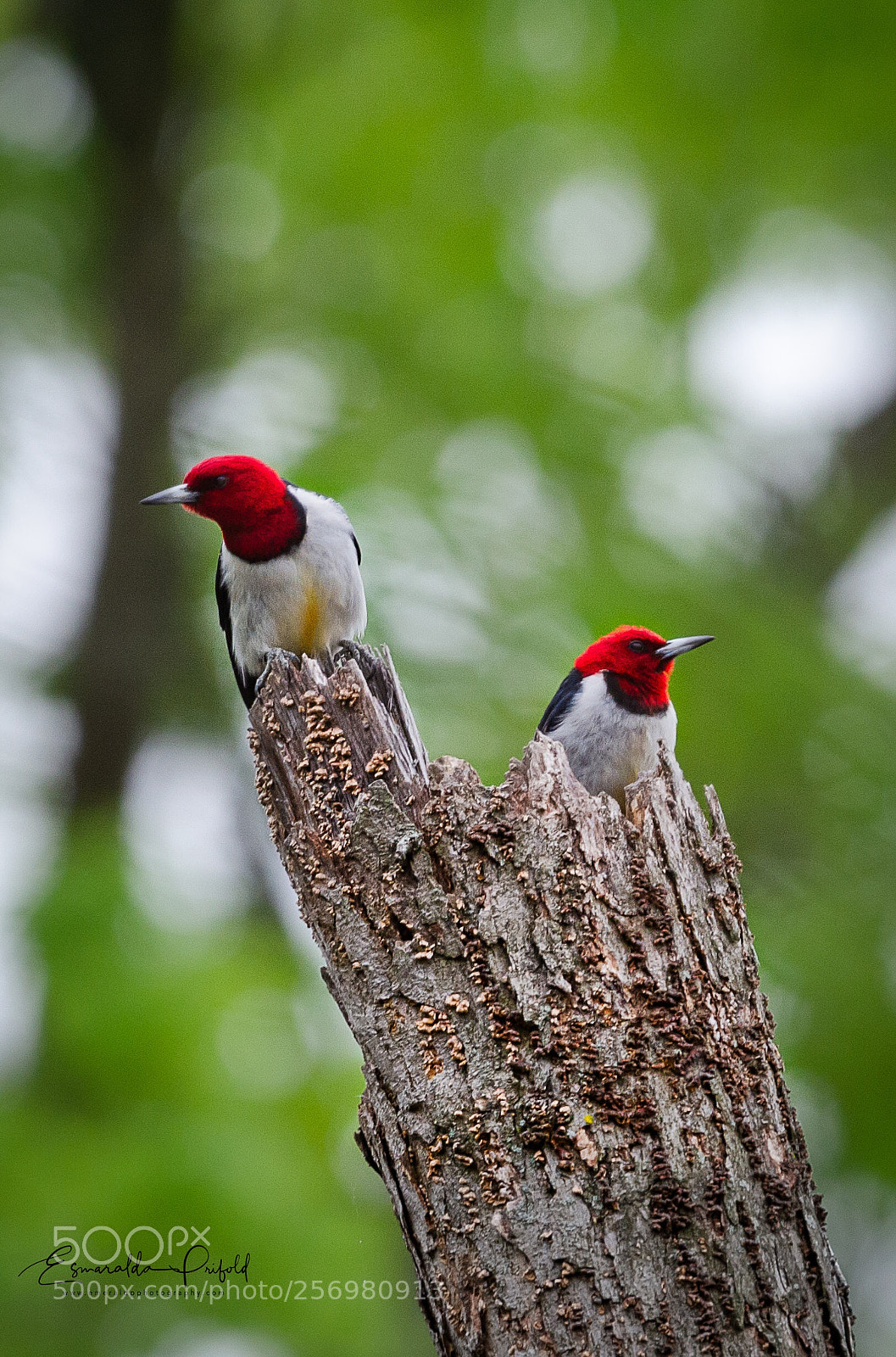 Nikon D7000 sample photo. Pair of red-headed woodpeckers  photography