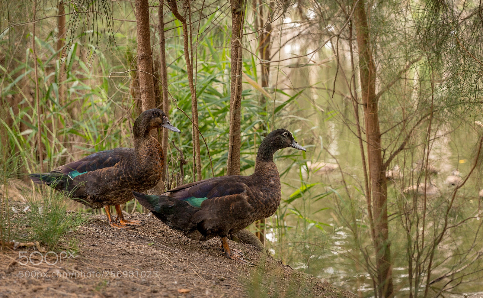 Canon EOS 6D sample photo. Ducks photography