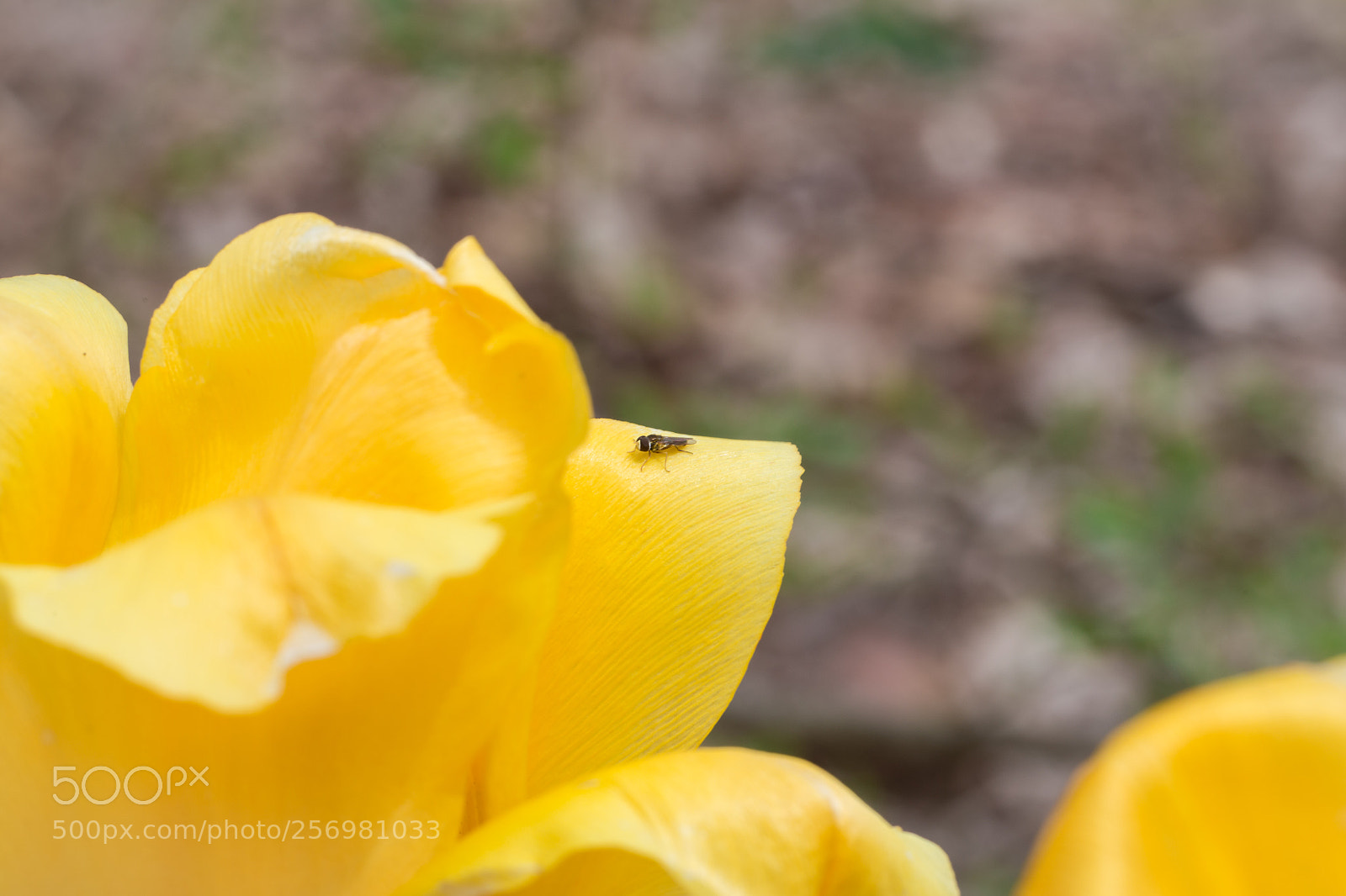 Canon EOS 6D sample photo. Fly on tulip.jpg photography