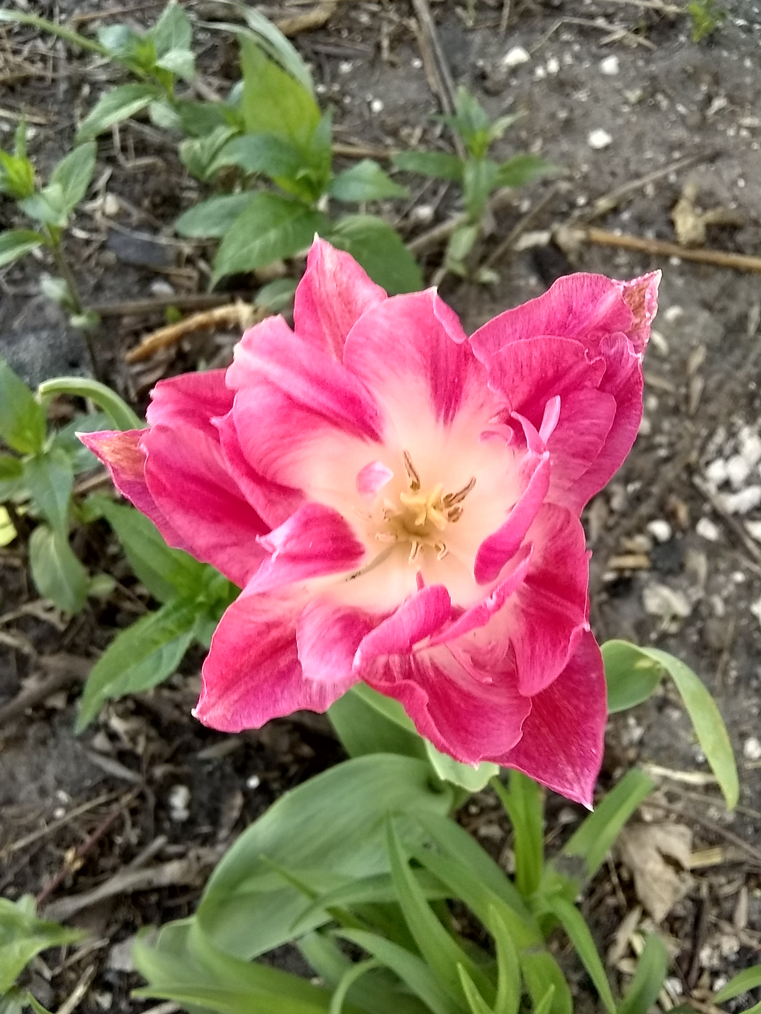 Motorola Moto E4 sample photo