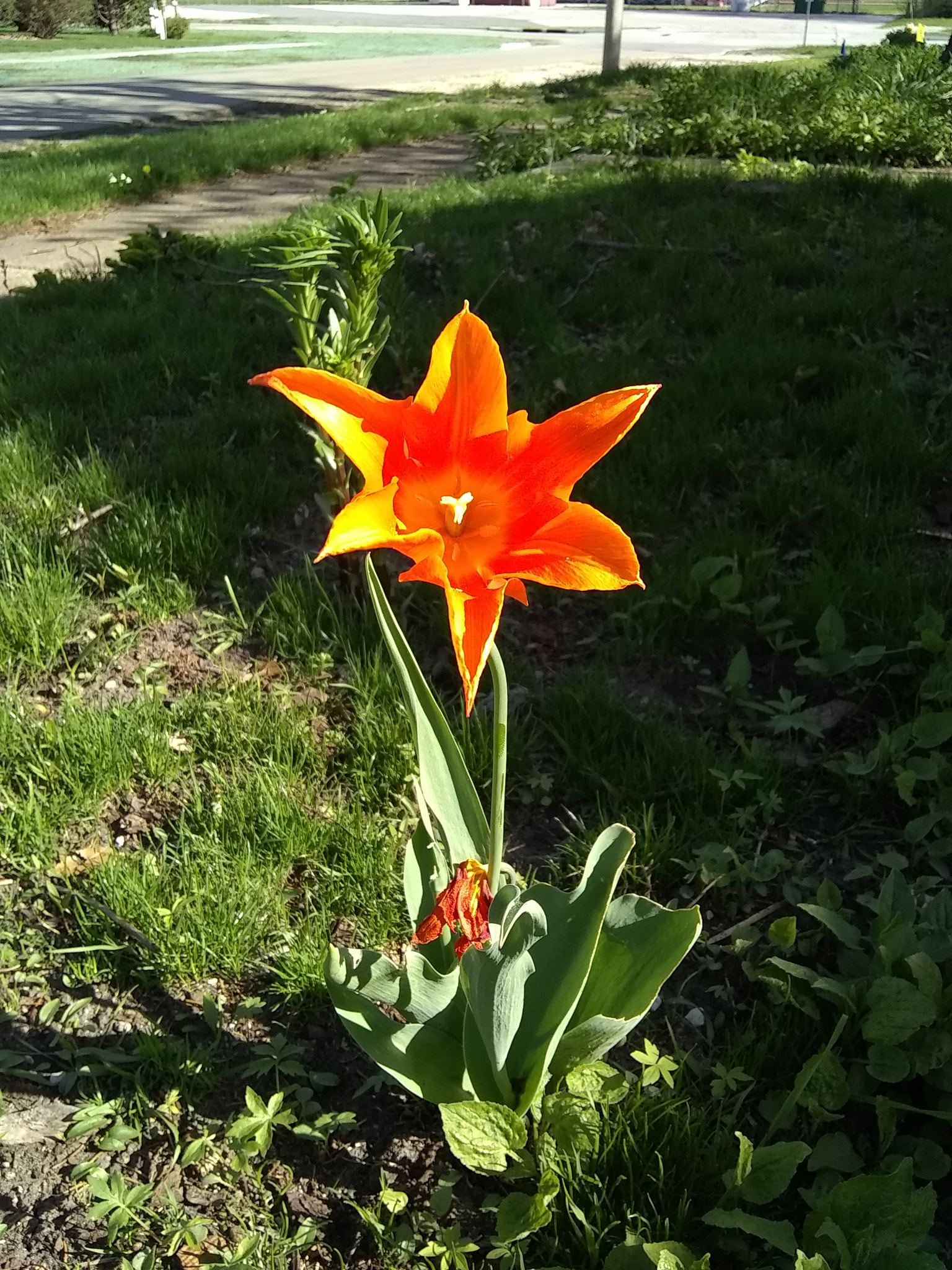 Motorola Moto E4 sample photo