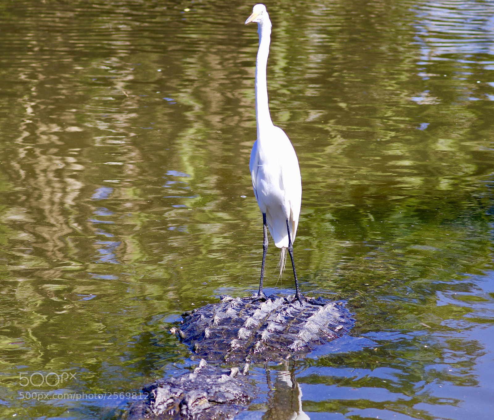 Canon EOS 80D sample photo. Great white egret surfboard photography
