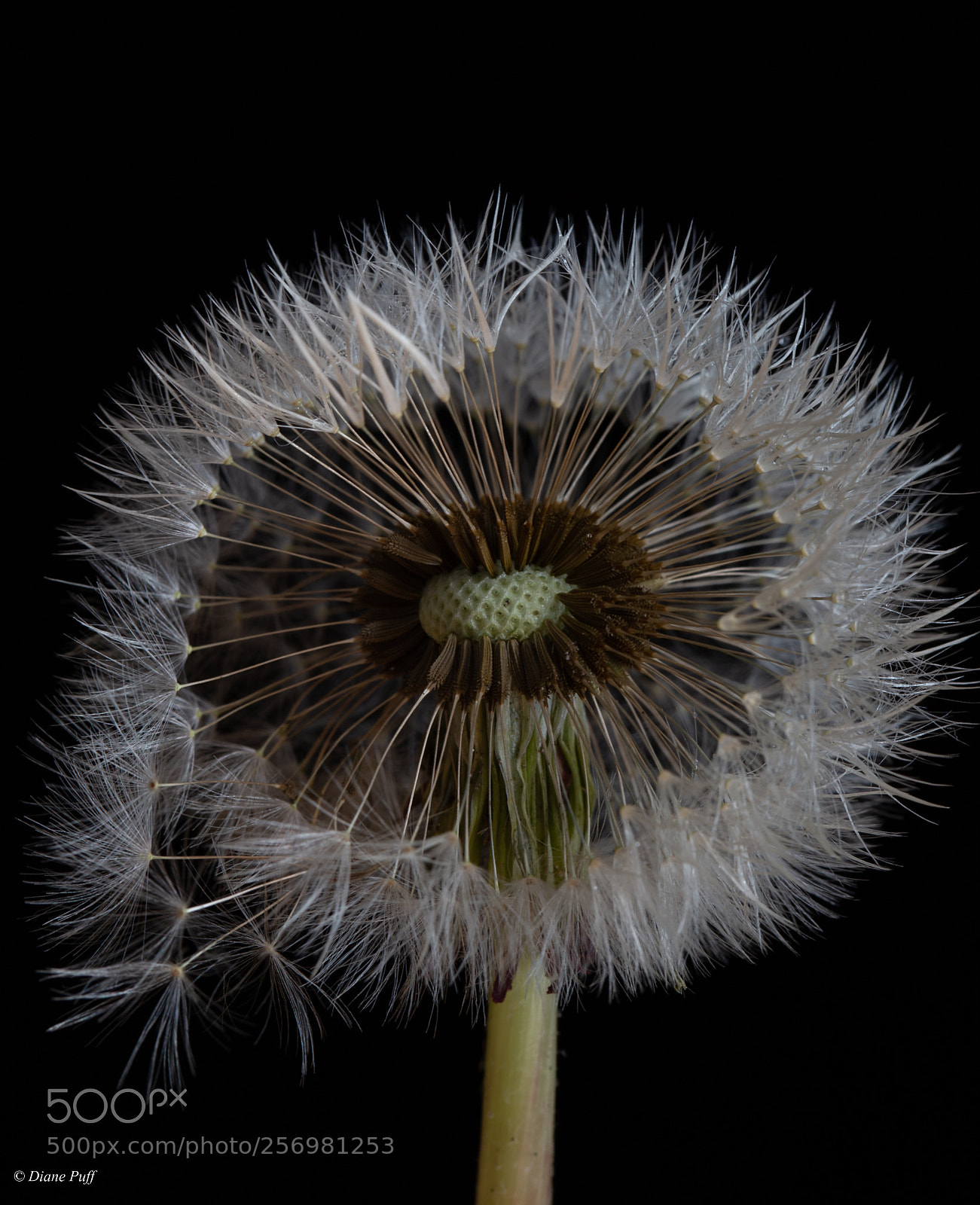 Canon EOS 6D sample photo. That's a dandy photography