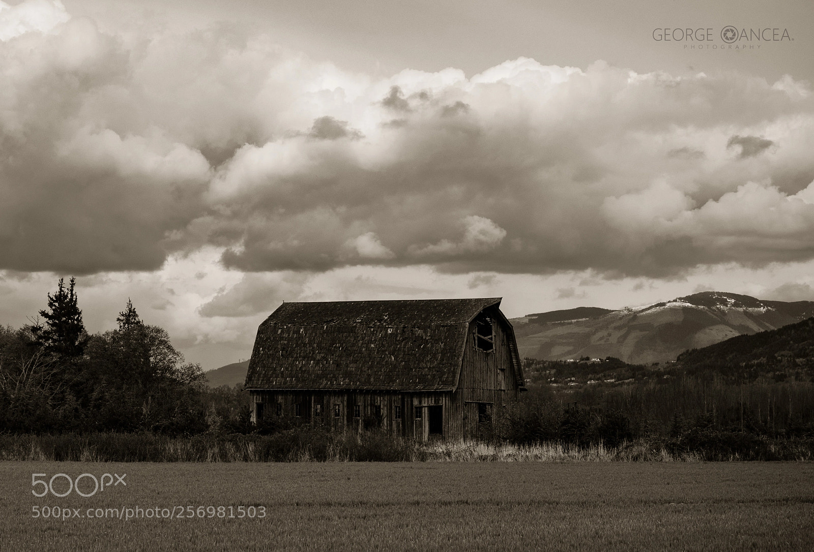Olympus OM-D E-M5 II sample photo. Old bard photography