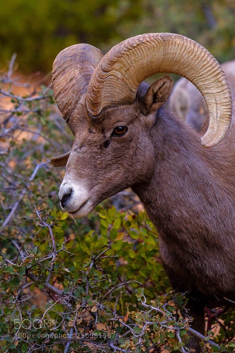 Fujifilm X-T2 sample photo. Horns  photography