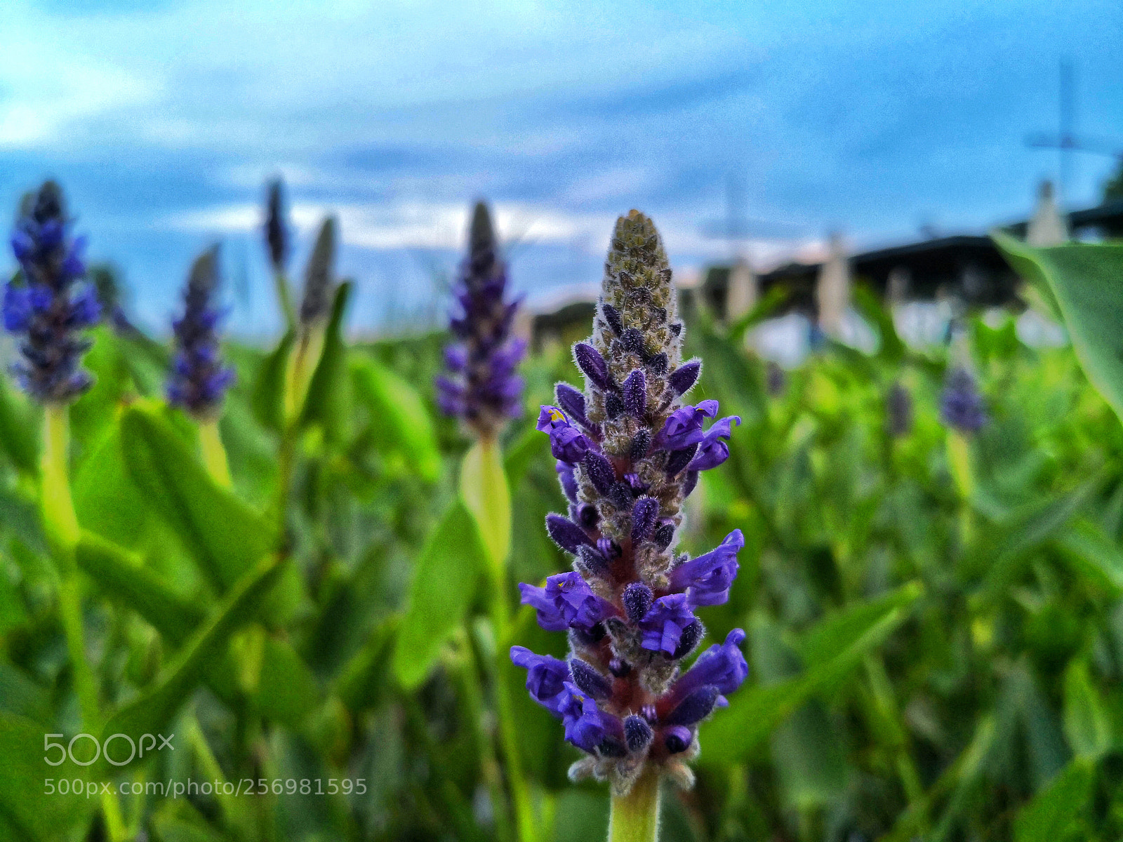 HUAWEI Mate 10 Pro sample photo. Meadow photography