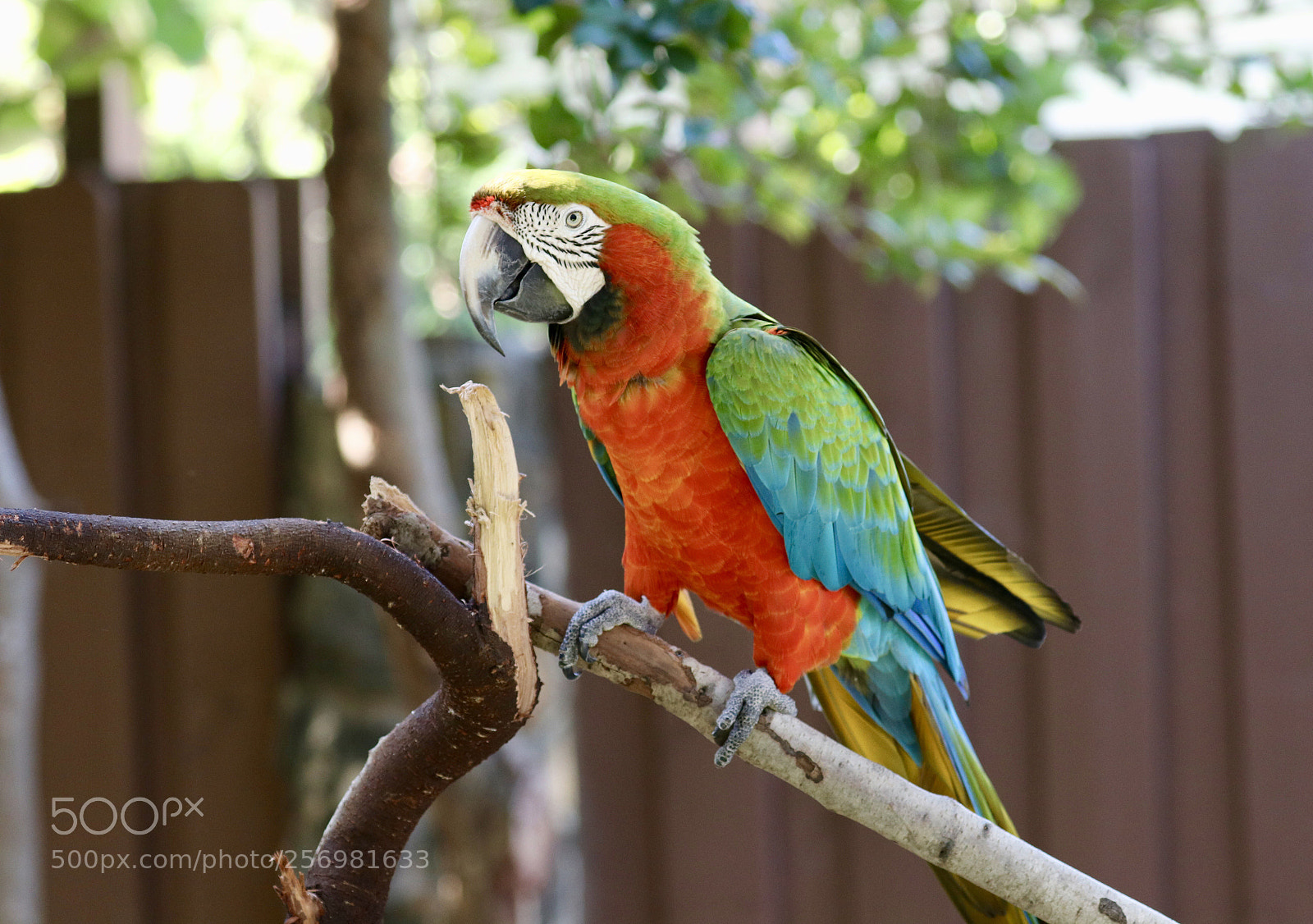 Canon EOS 80D sample photo. Harlequin macaw photography