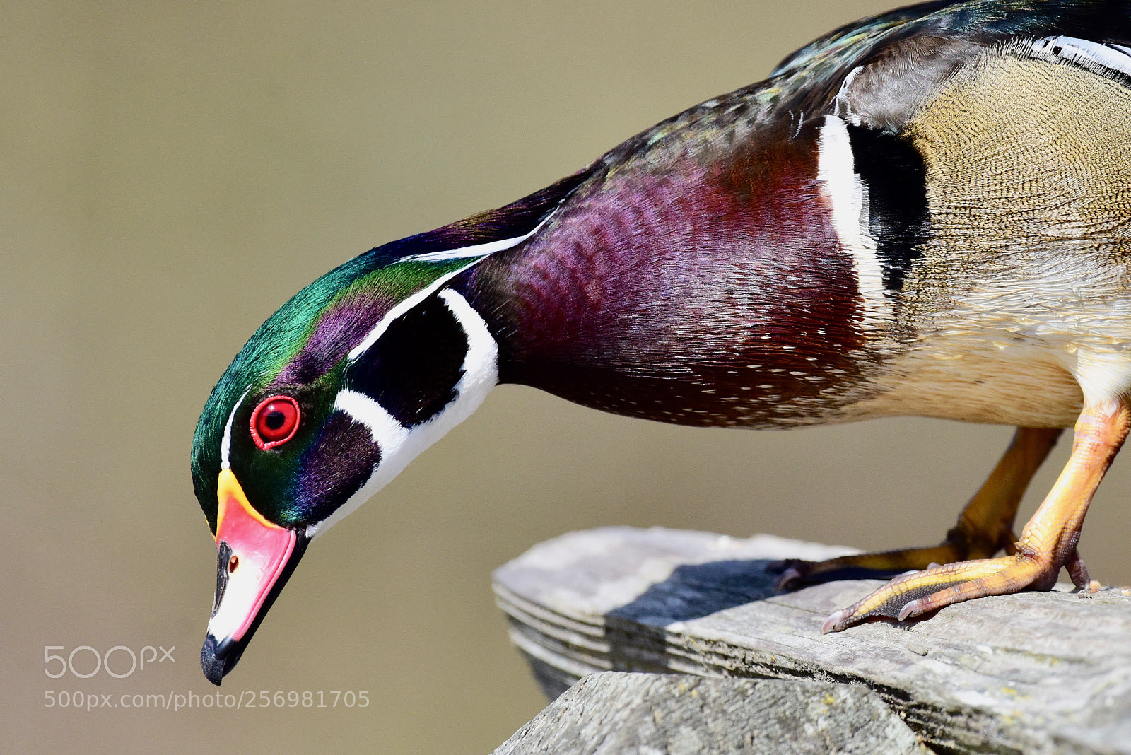 Nikon D810 sample photo. Interesting eh? photography