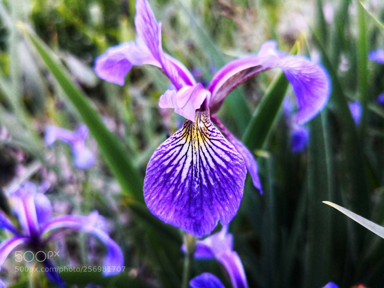 HUAWEI Mate 10 Pro sample photo. Iris photography
