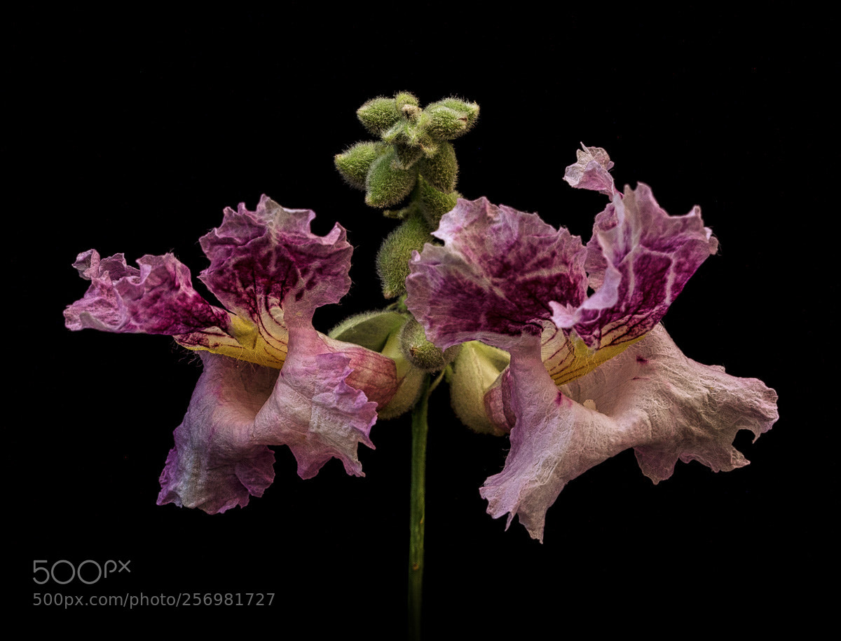 Canon EOS 5D Mark II sample photo. Wildflower photography