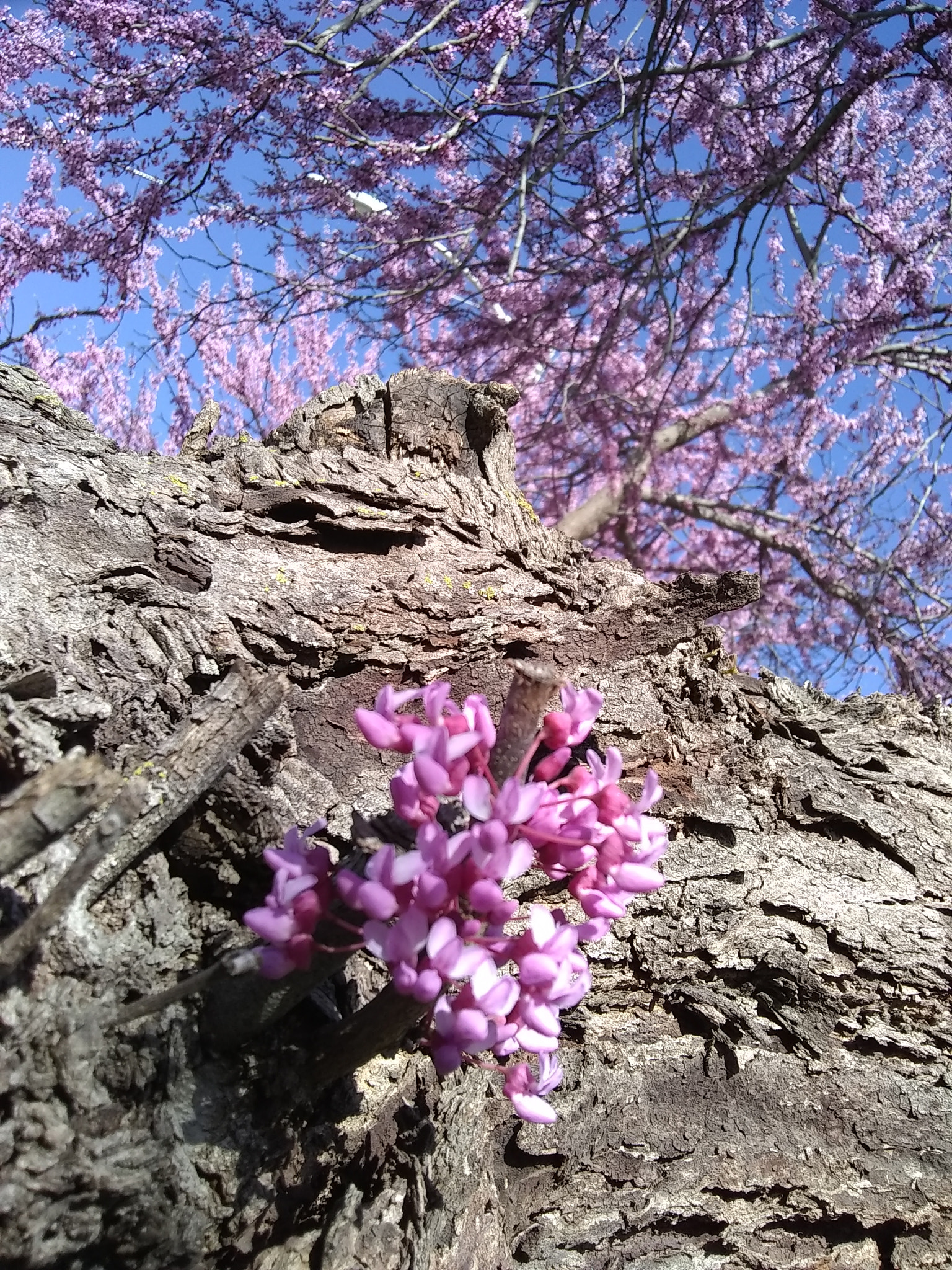 Motorola Moto E4 sample photo