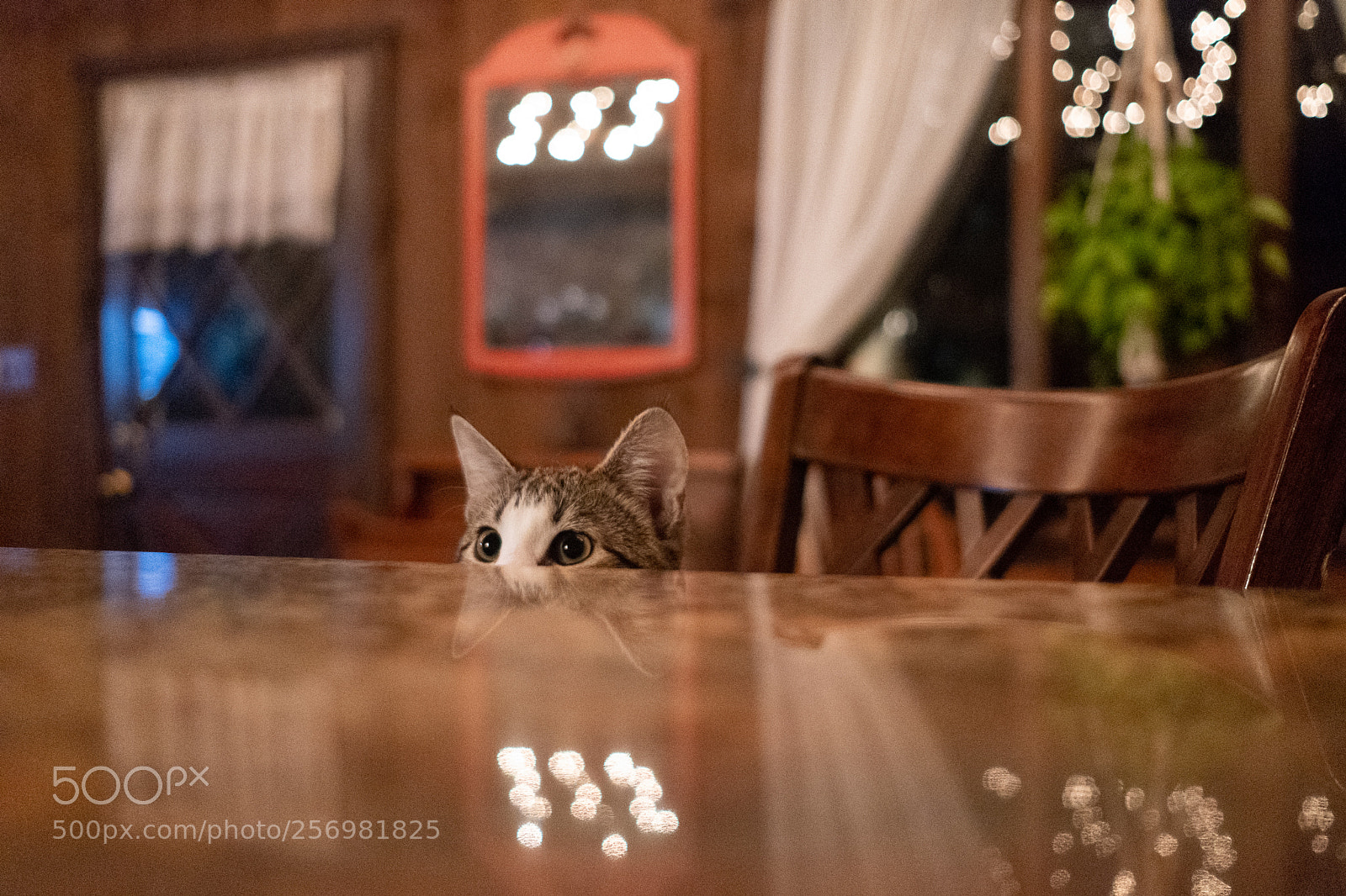 Fujifilm X-T2 sample photo. Willow photography