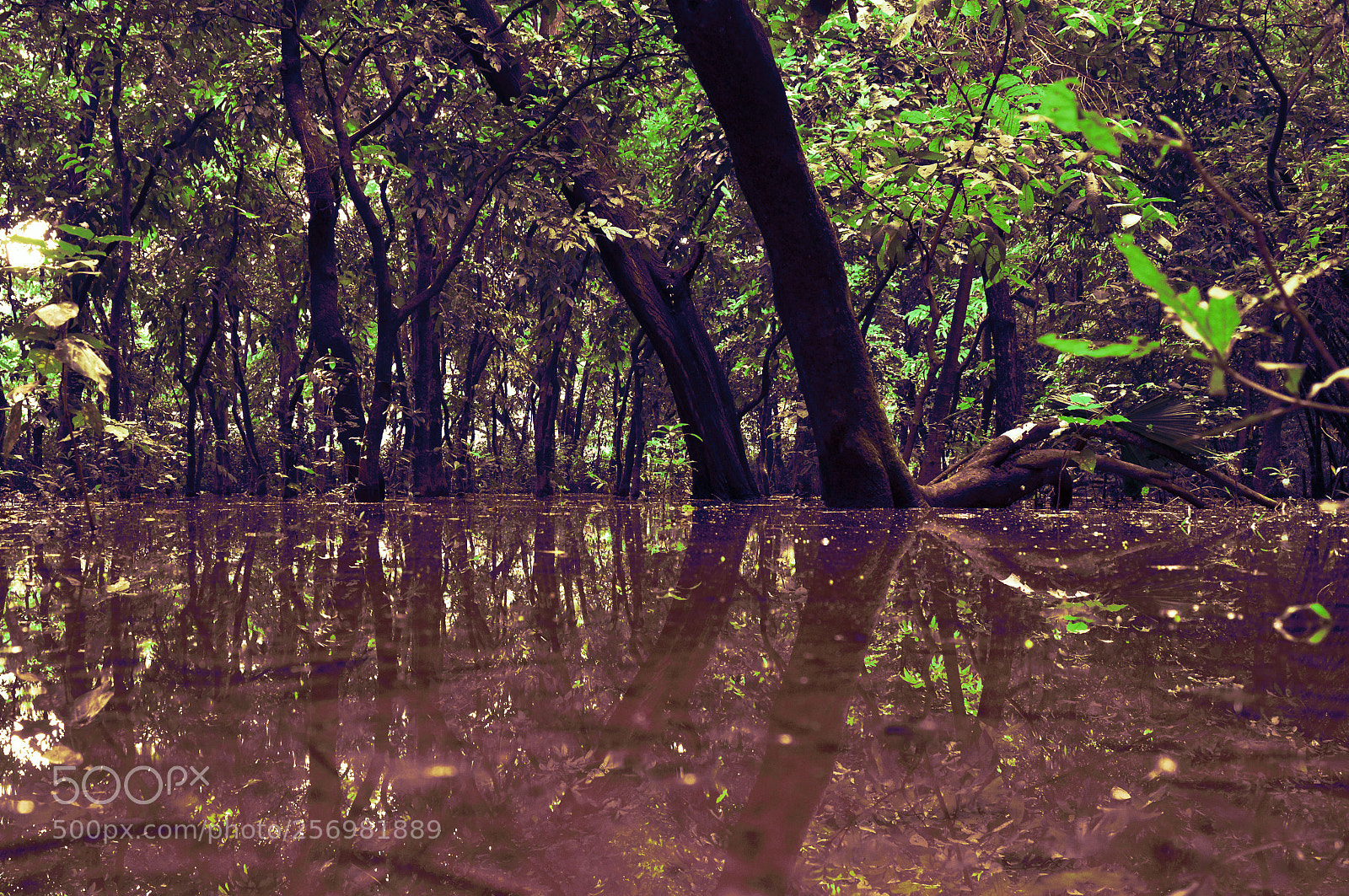 Nikon D3200 sample photo. Hidden world photography