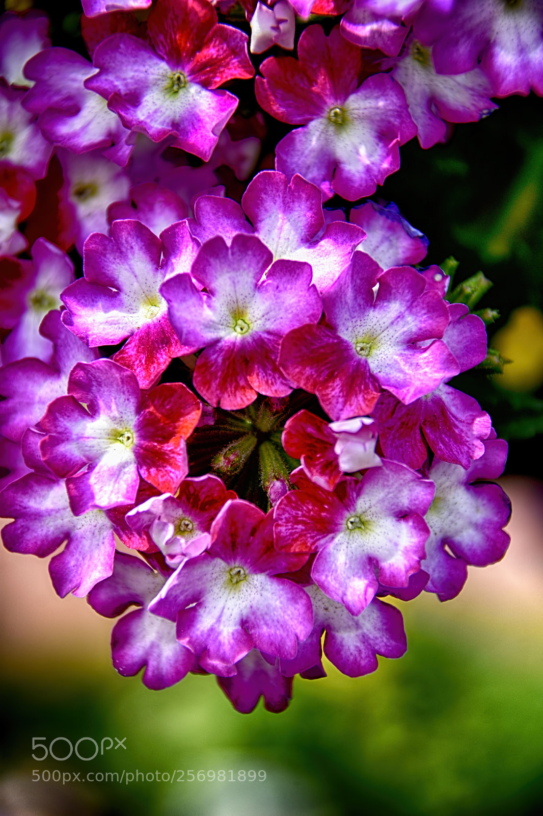 Nikon D7200 sample photo. Pink verbena photography