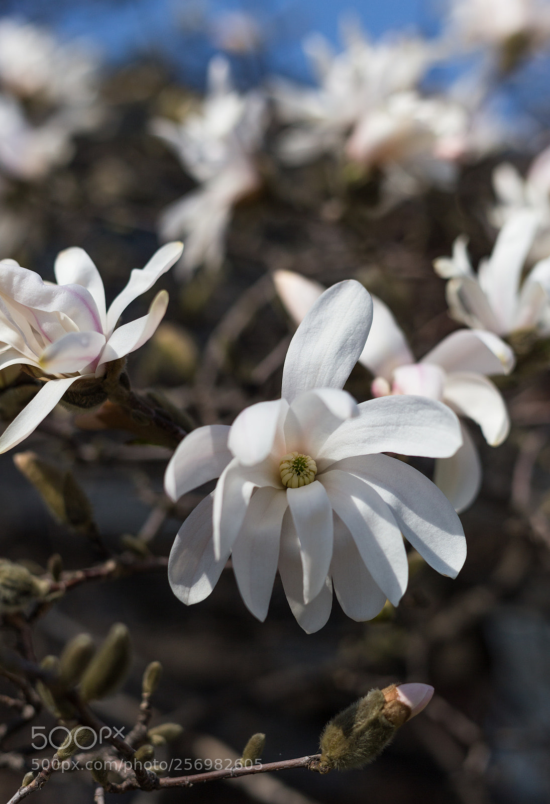 Canon EOS 6D sample photo. First bloom photography