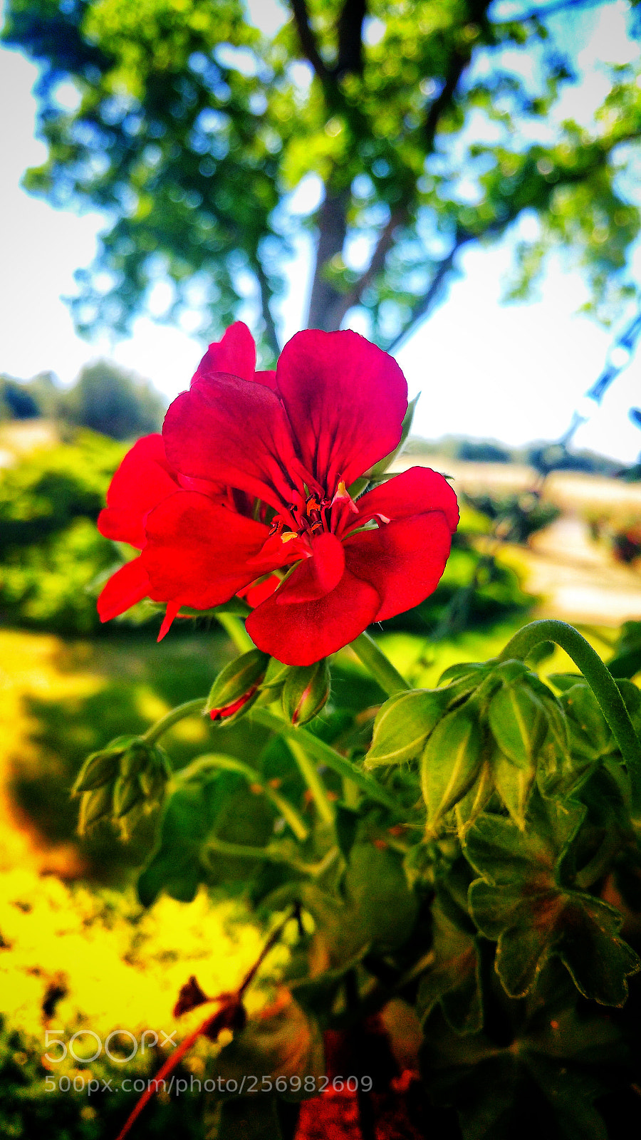 Samsung Galaxy Note4 sample photo. Beautiful flowers photography