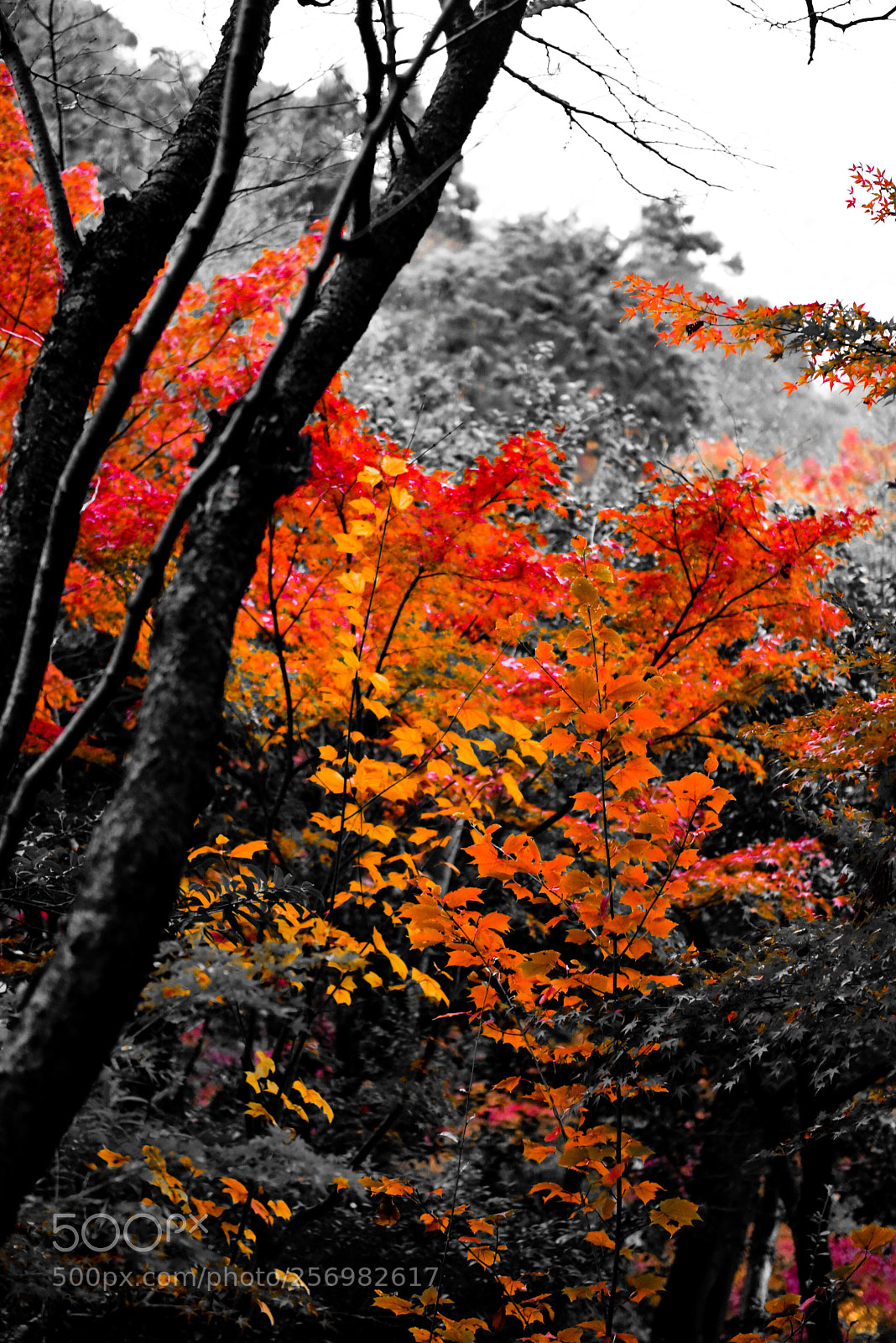 Nikon D750 sample photo. Autumn photography