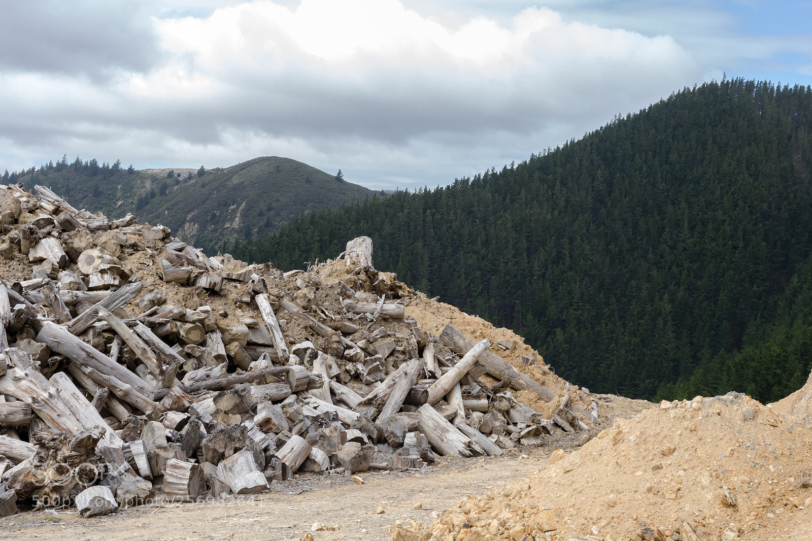 Canon EOS 6D sample photo. Forestry section in port photography