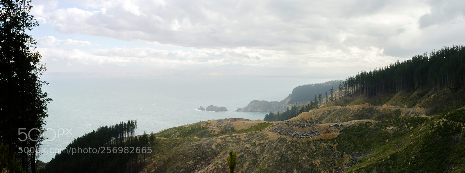 Canon EOS 6D sample photo. Forestry section in port photography