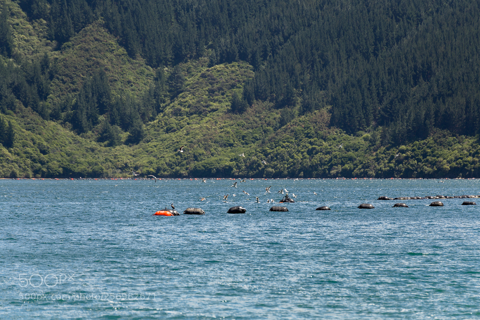 Canon EOS 6D sample photo. Mussel farm in port photography