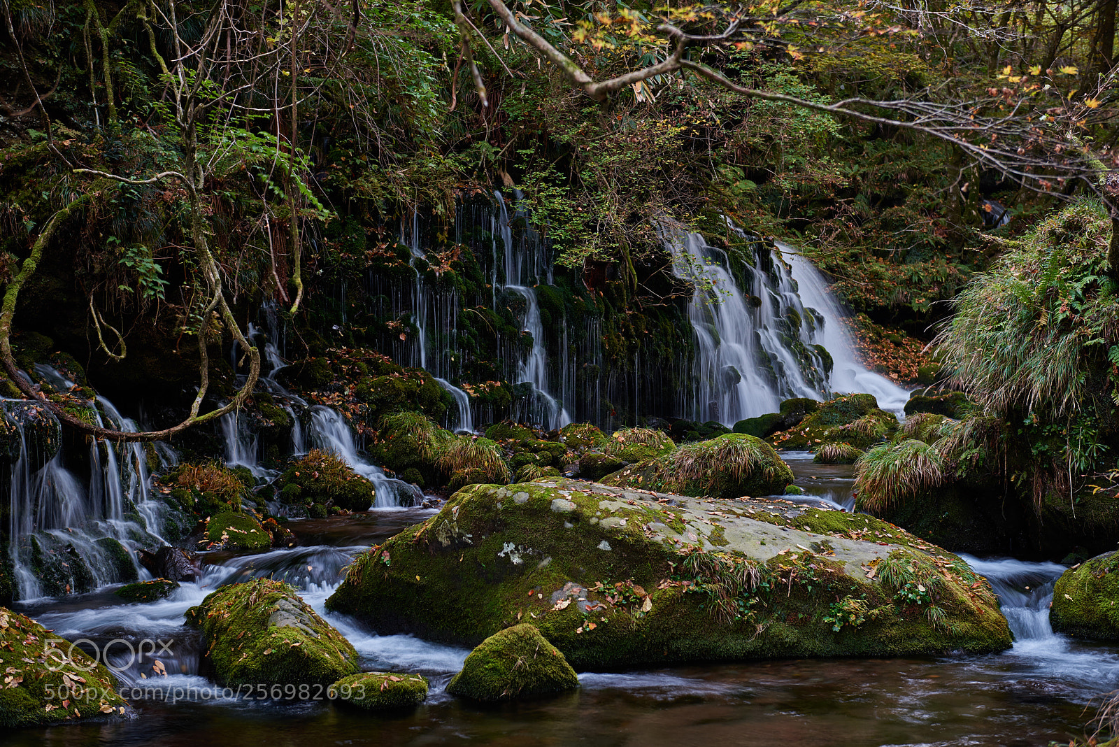 Nikon D810 sample photo. Mototakifukuryūsui photography