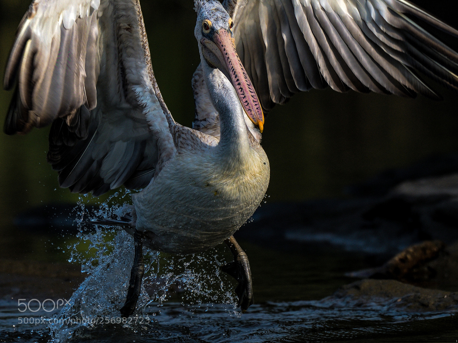 Nikon D850 sample photo. Spot billed pelican photography