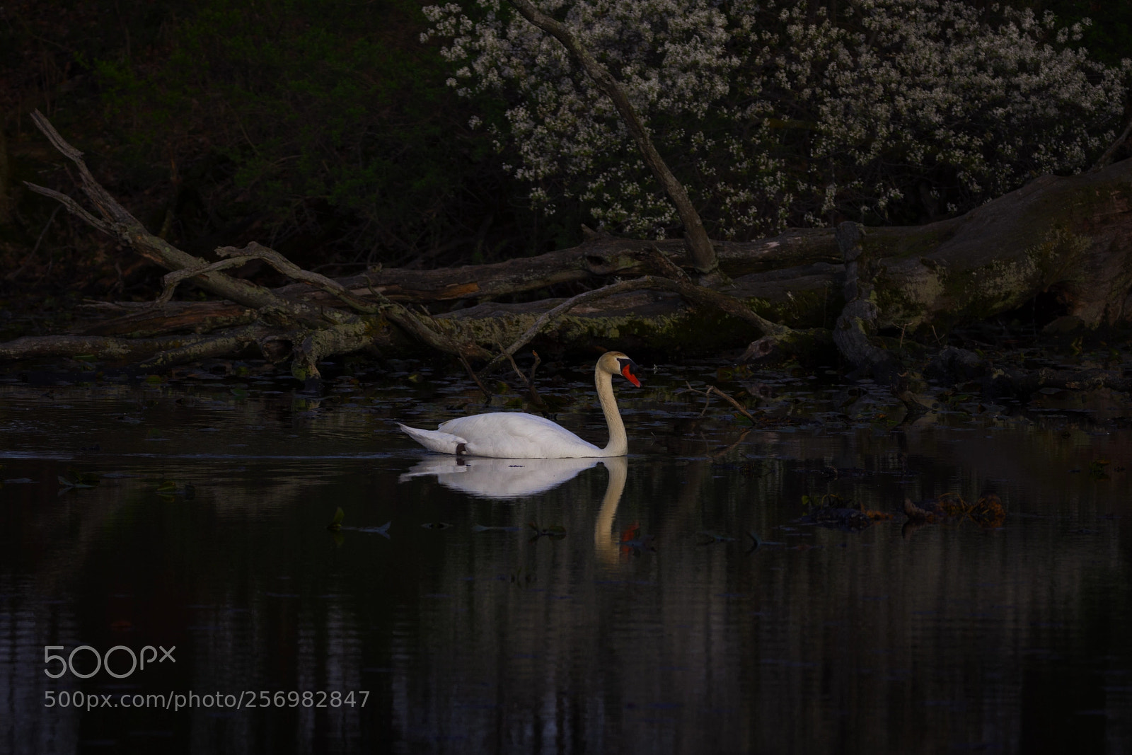 Nikon D7200 sample photo. Lone star photography
