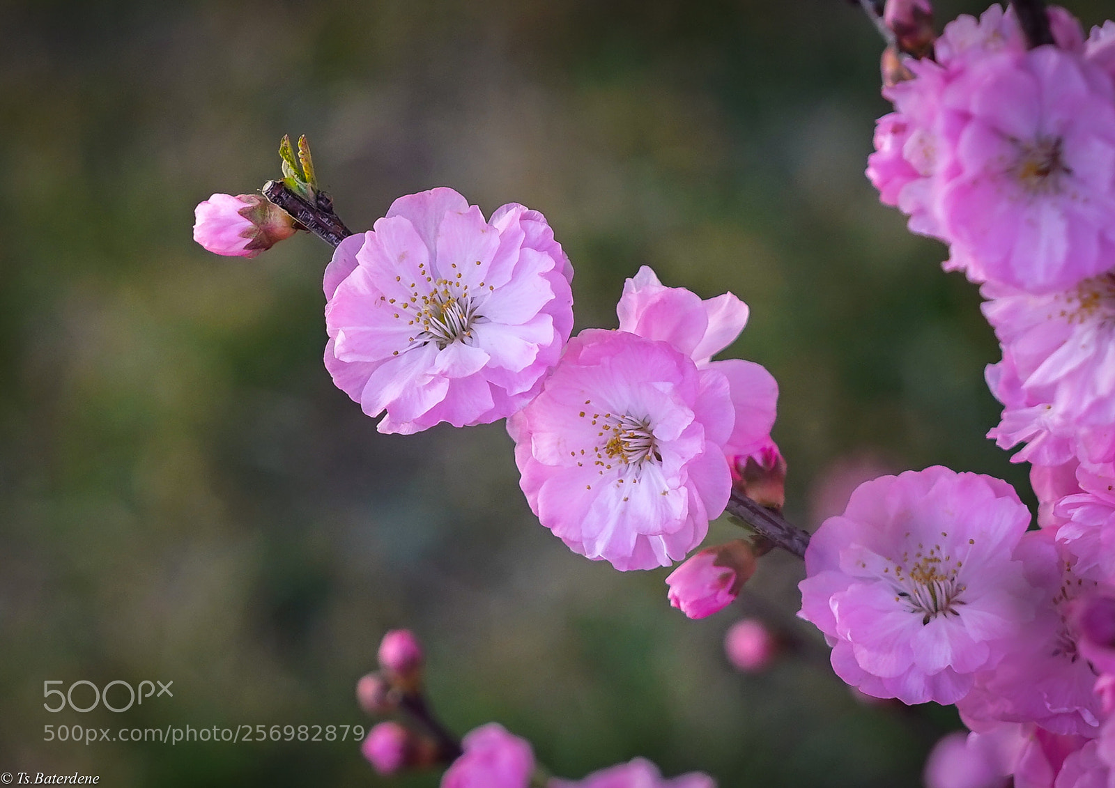 Sony a9 sample photo. Just beauty photography