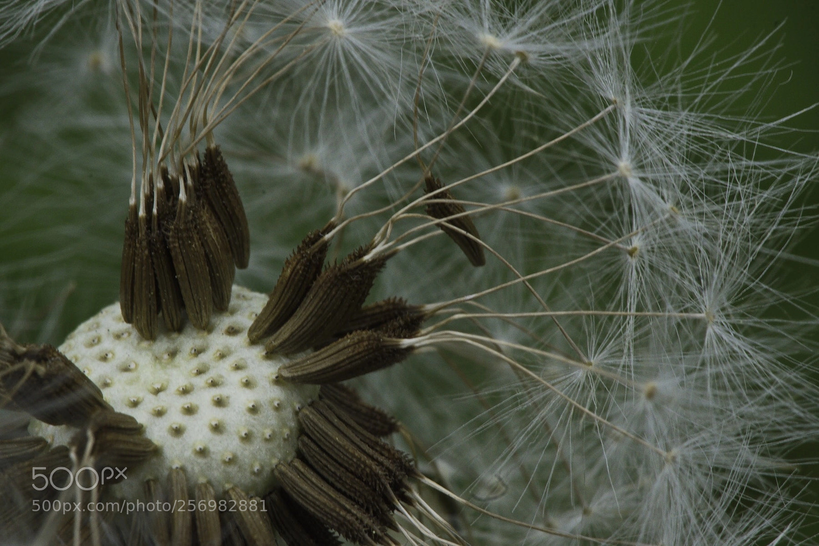 Nikon D5500 sample photo. Allergy season photography