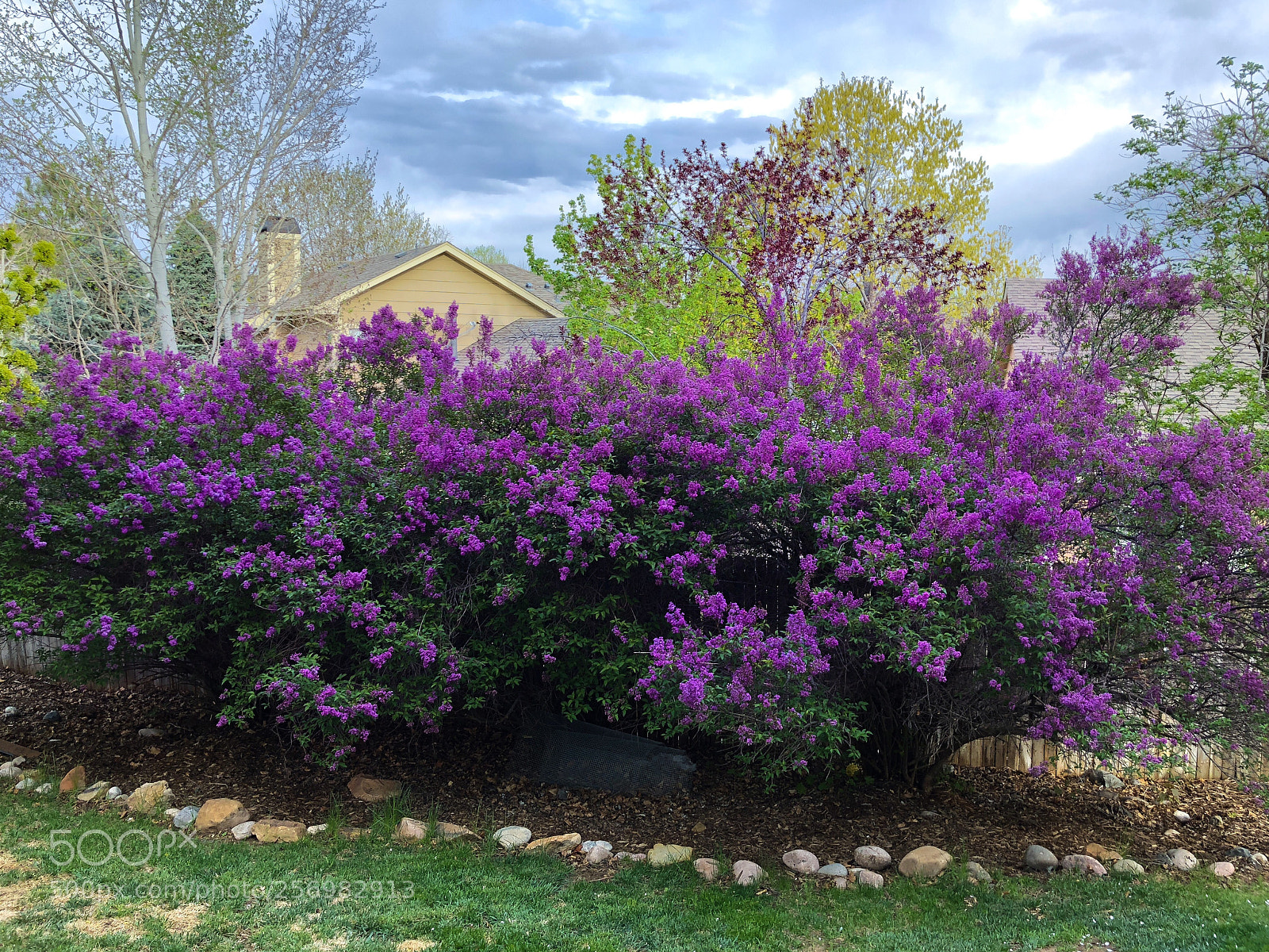Apple iPhone X sample photo. Lilacs photography