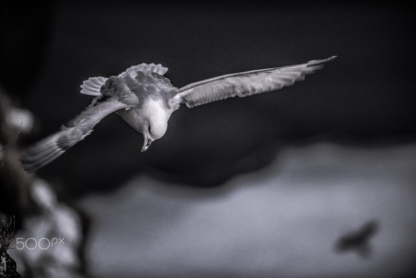 Nikon D810A sample photo. "jonathan livinston seagull" photography