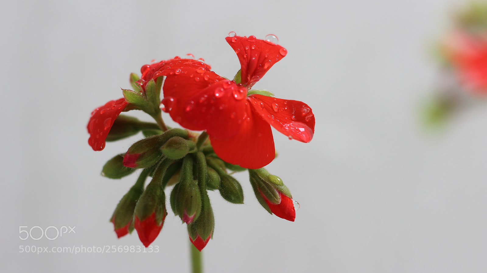 Canon EOS 600D (Rebel EOS T3i / EOS Kiss X5) + Canon EF 50mm F1.8 STM sample photo. Img photography