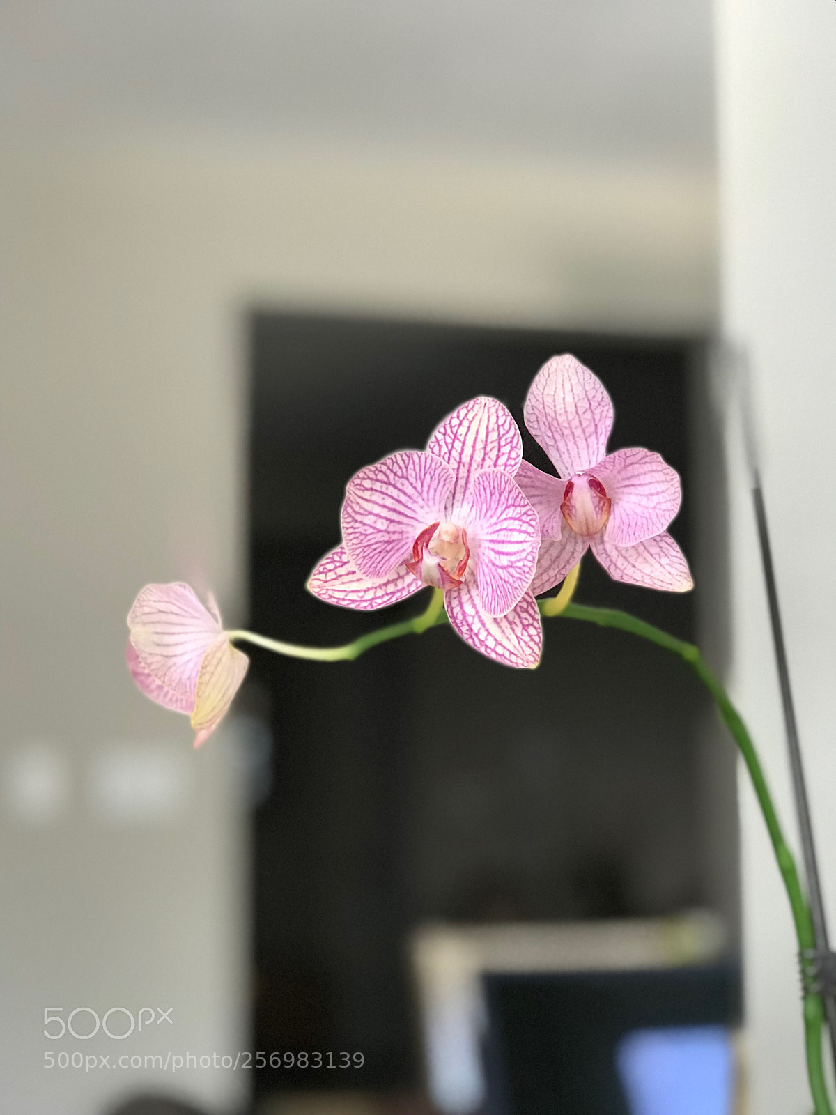 Apple iPhone 7 Plus sample photo. Untitled photography