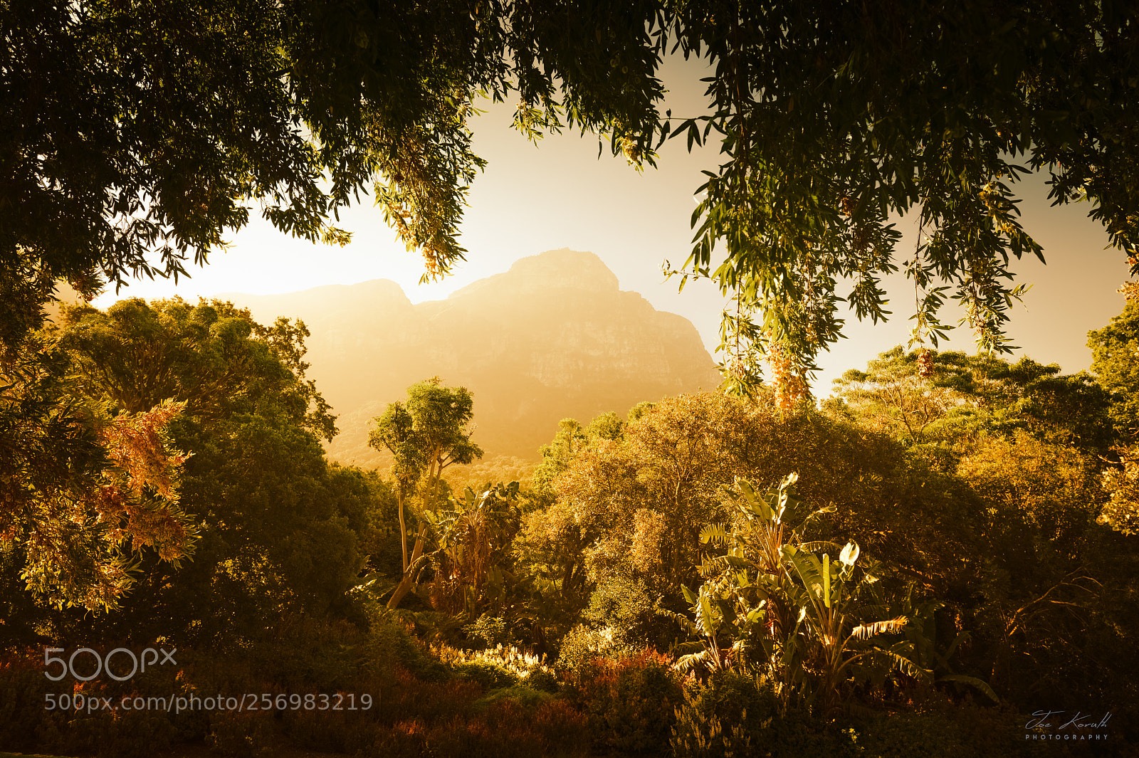Nikon D800 sample photo. Garden of eden photography