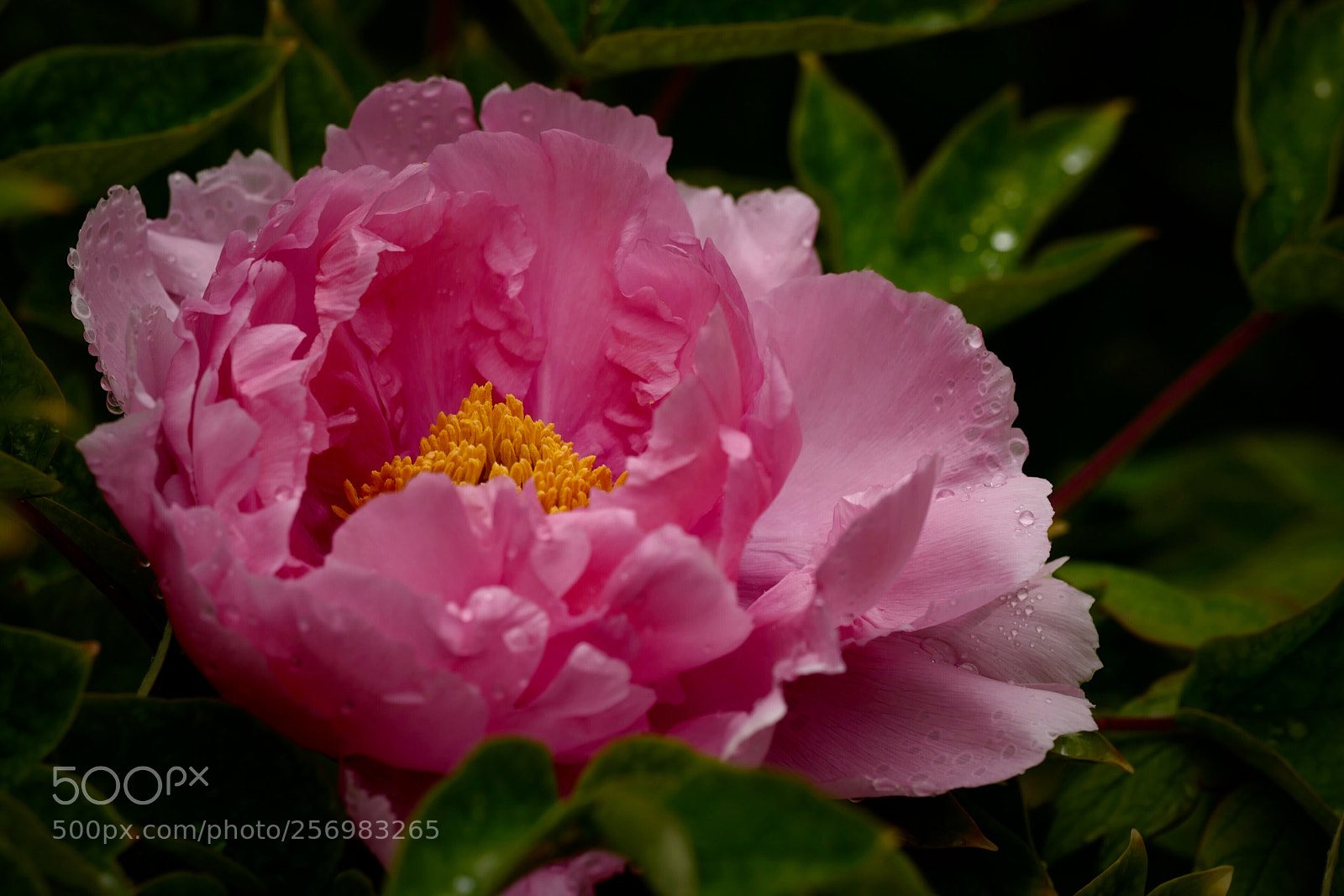 Leica SL (Typ 601) sample photo. Untitled photography